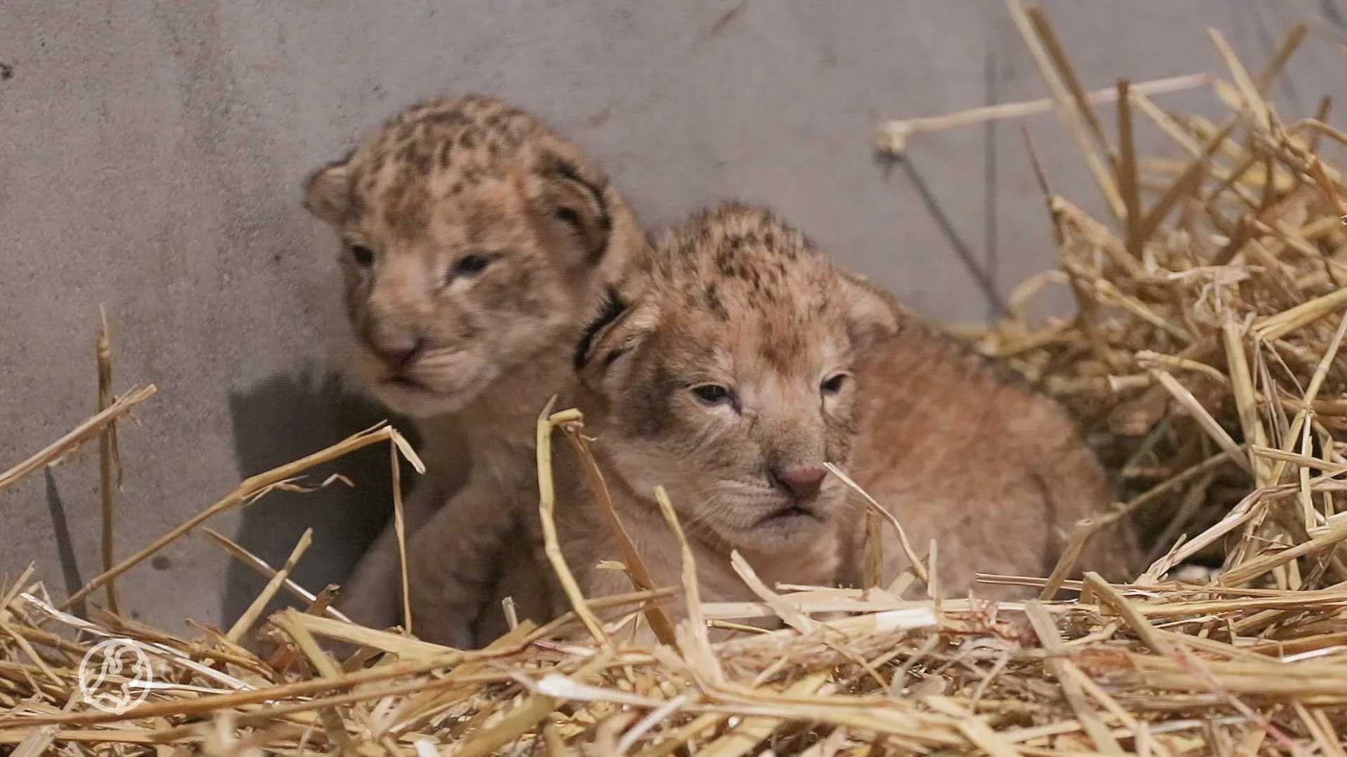 ZIEN: Leeuwenfamilie in DierenPark Amersfoort uitgebreid met twee welpen