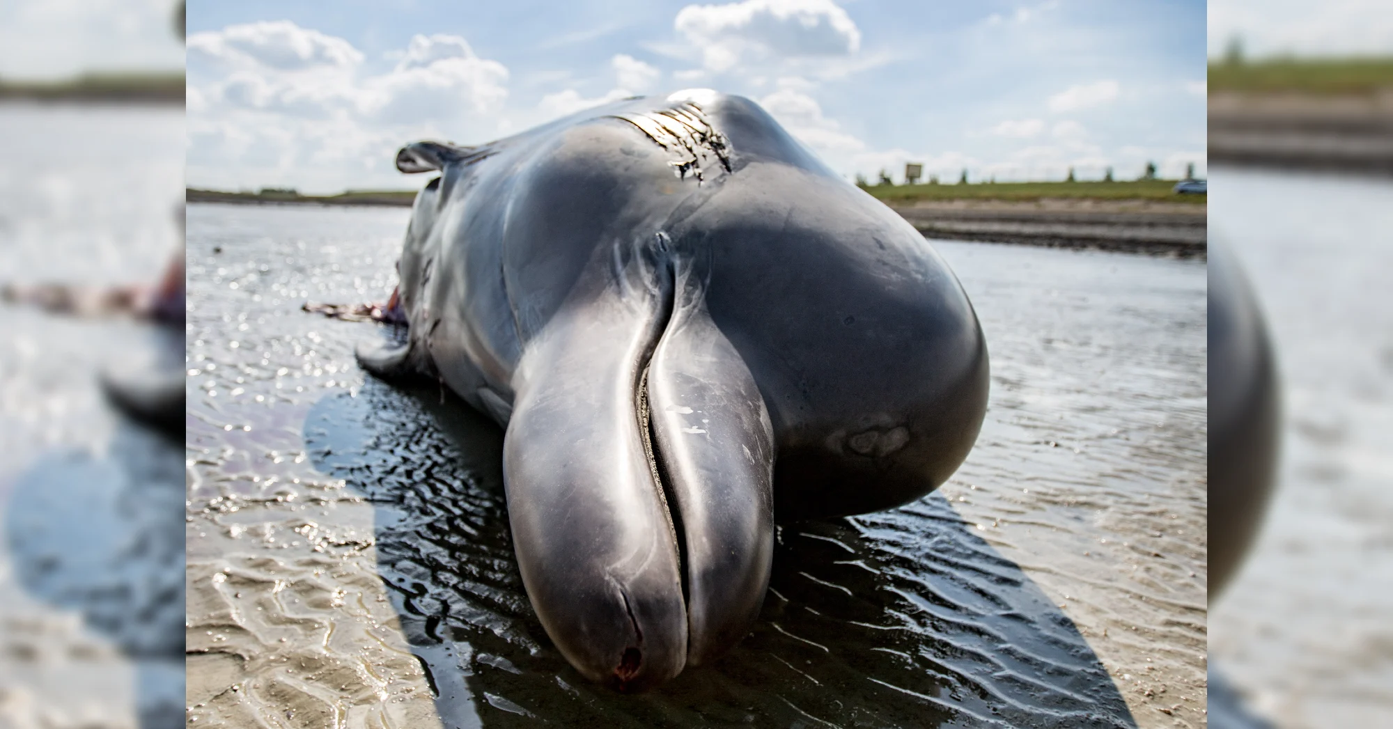Schedels en wervels van aangespoelde Butskoppen uit Oosterschelde naar collectie Naturalis