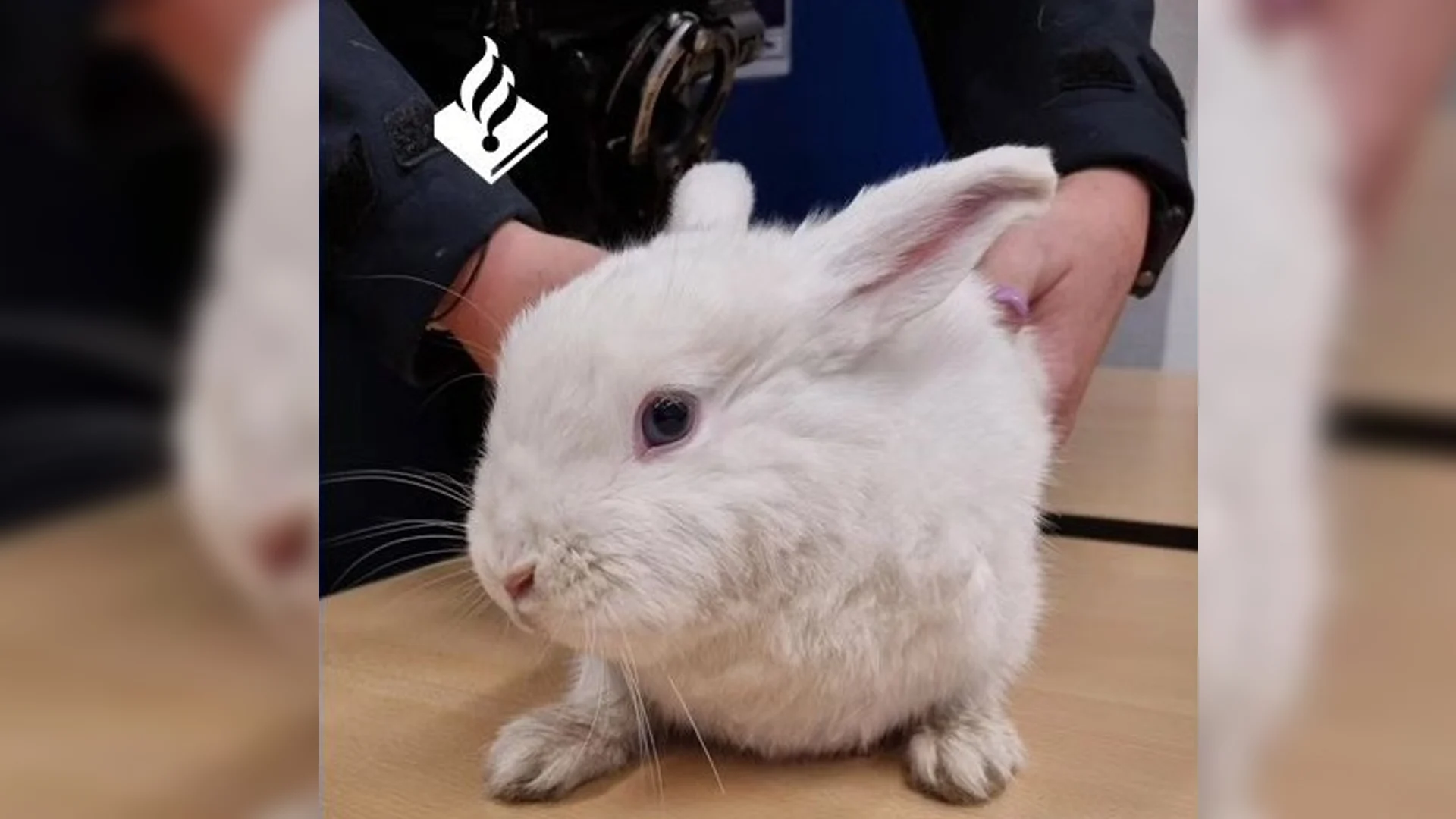 Automobilist gooit konijntje uit rijdende auto, beestje heeft het overleefd