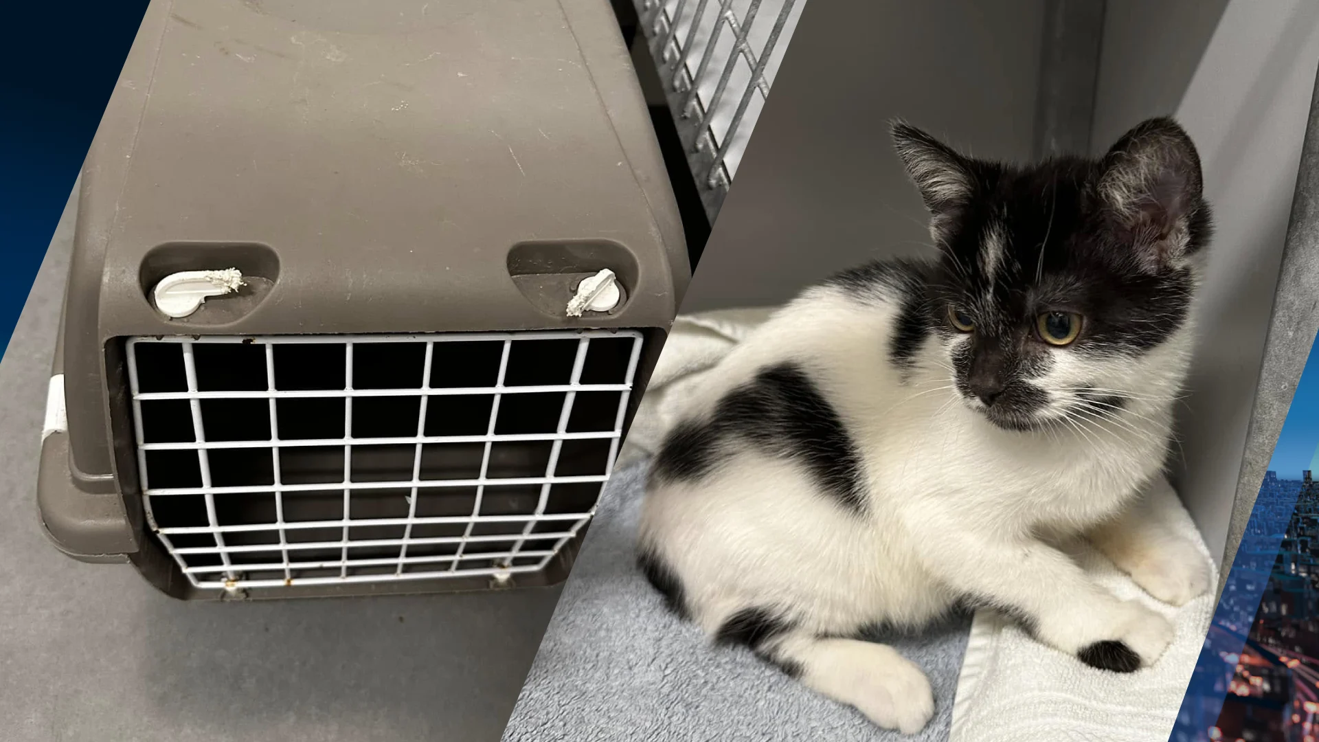 Kitten achtergelaten in trein van Amsterdam naar Den Haag