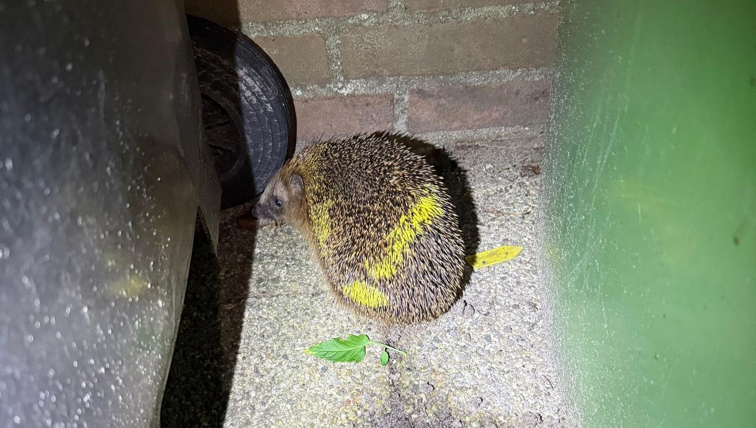 Opnieuw egel met graffiti bespoten in Zeist: 'Gevaarlijk'