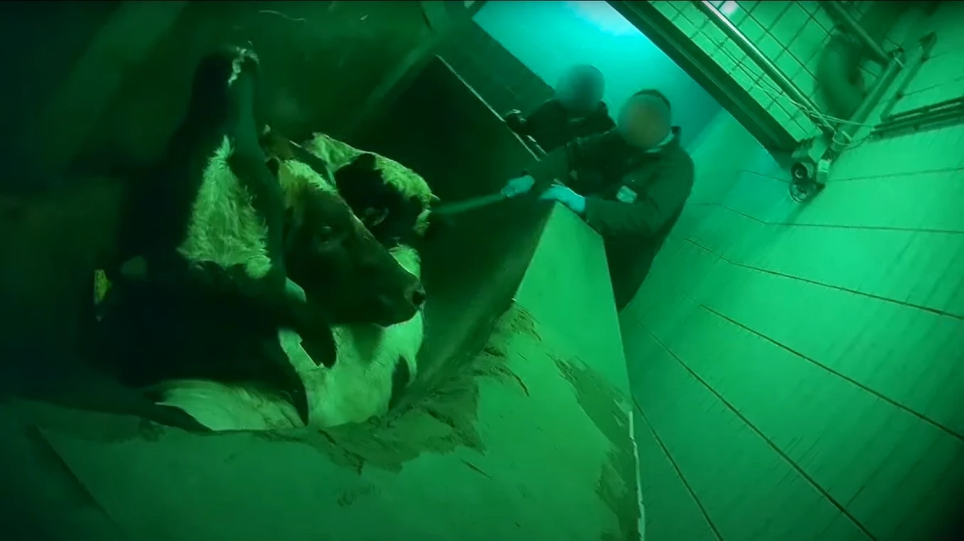 Slachthuis in Epe voorlopig dicht na schokkende beelden dierenmishandeling