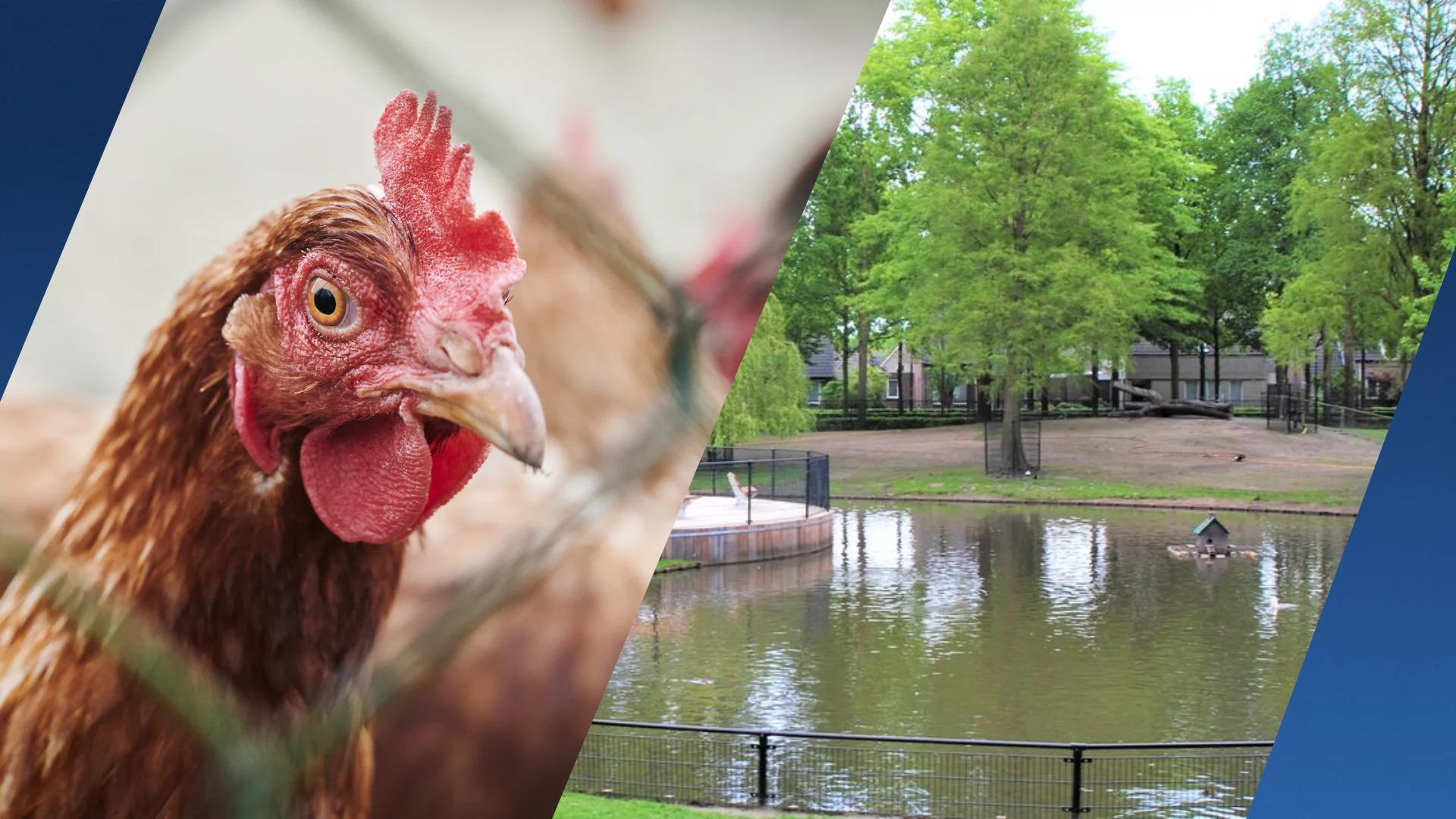 Vogels kinderboerderij Hapert gedood om vogelgriep: 'Verdrietig maar nodig'