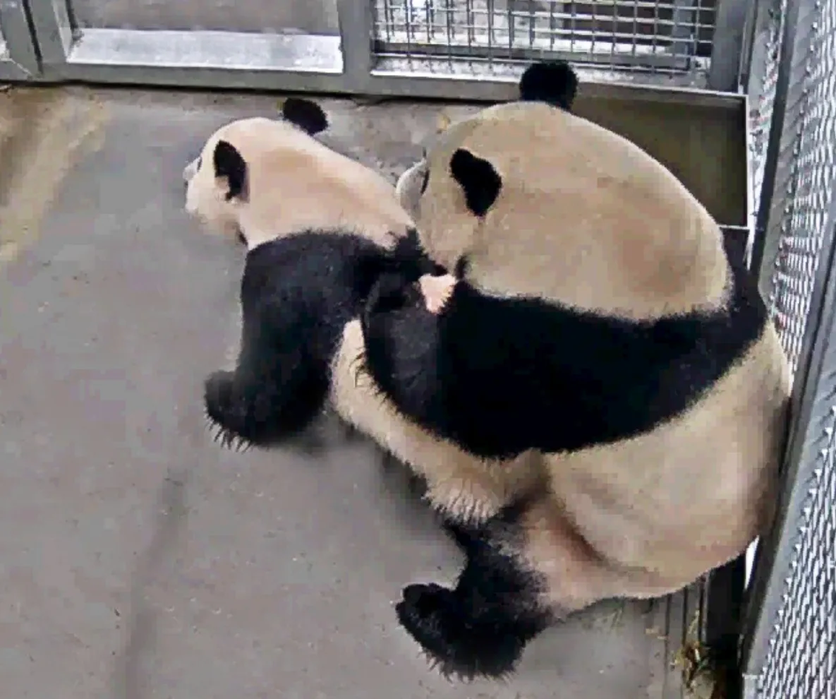 Parende panda's zijn een hit in Ouwehands Dierenpark
