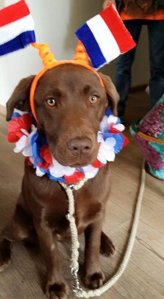 Gehandicapten zoeken naar vermiste huishond Tooske: 'We zijn ten einde raad'