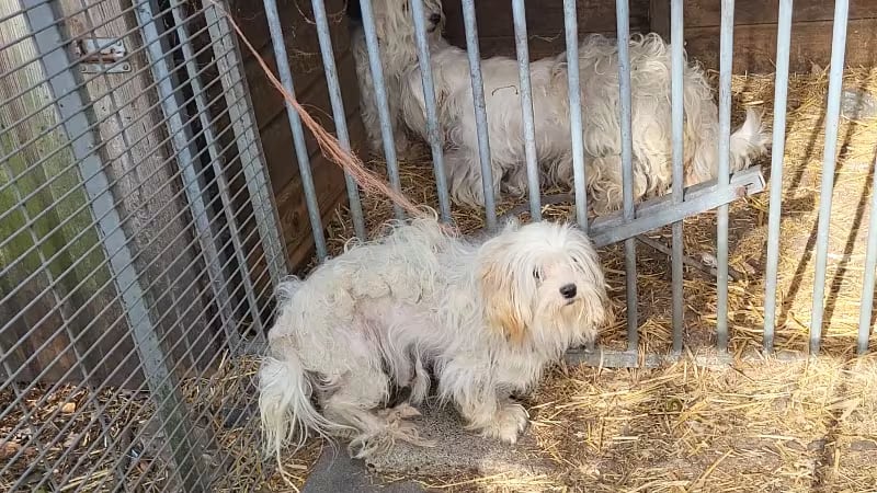 Schokkende vondst in Brabant: 40 dieren leven op veld bezaaid met prikkeldraad