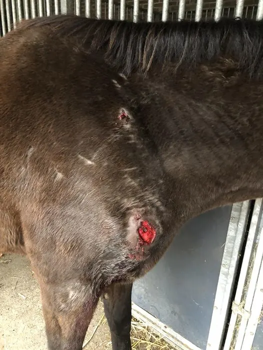 Twee grote paarden aangevallen bij Ede, mogelijk door wolf