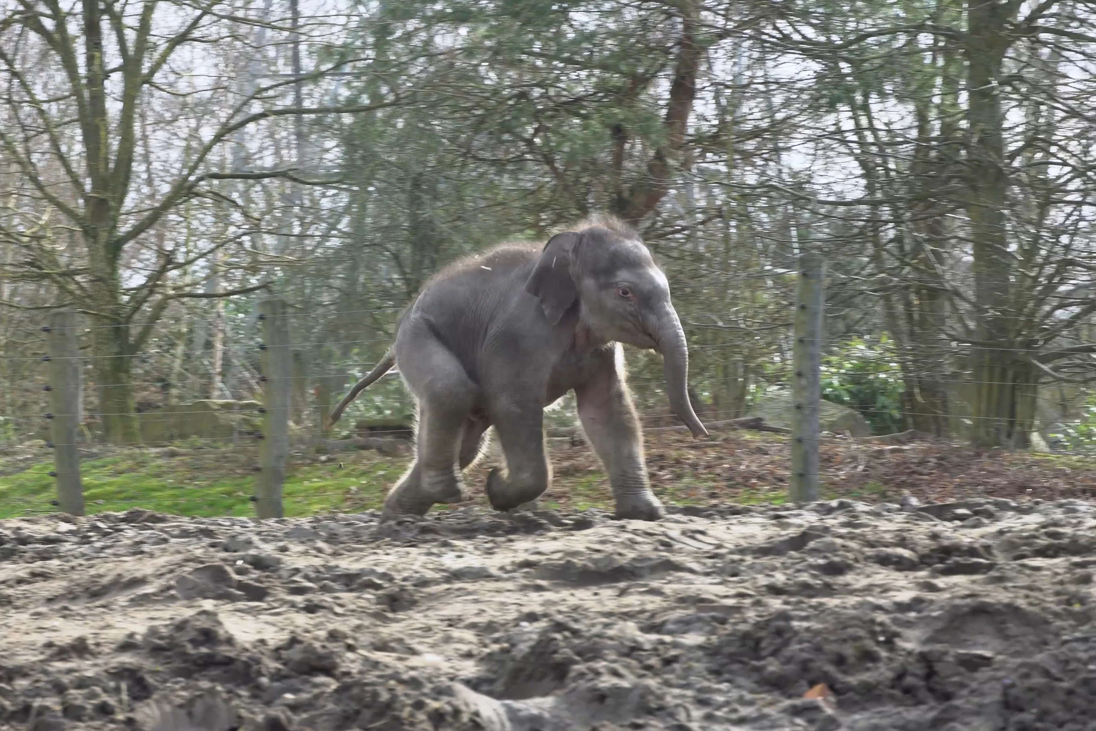 ZIEN: Olifantenkalfje Rashmi zet eerste stapjes in buitenverblijf Dierenrijk