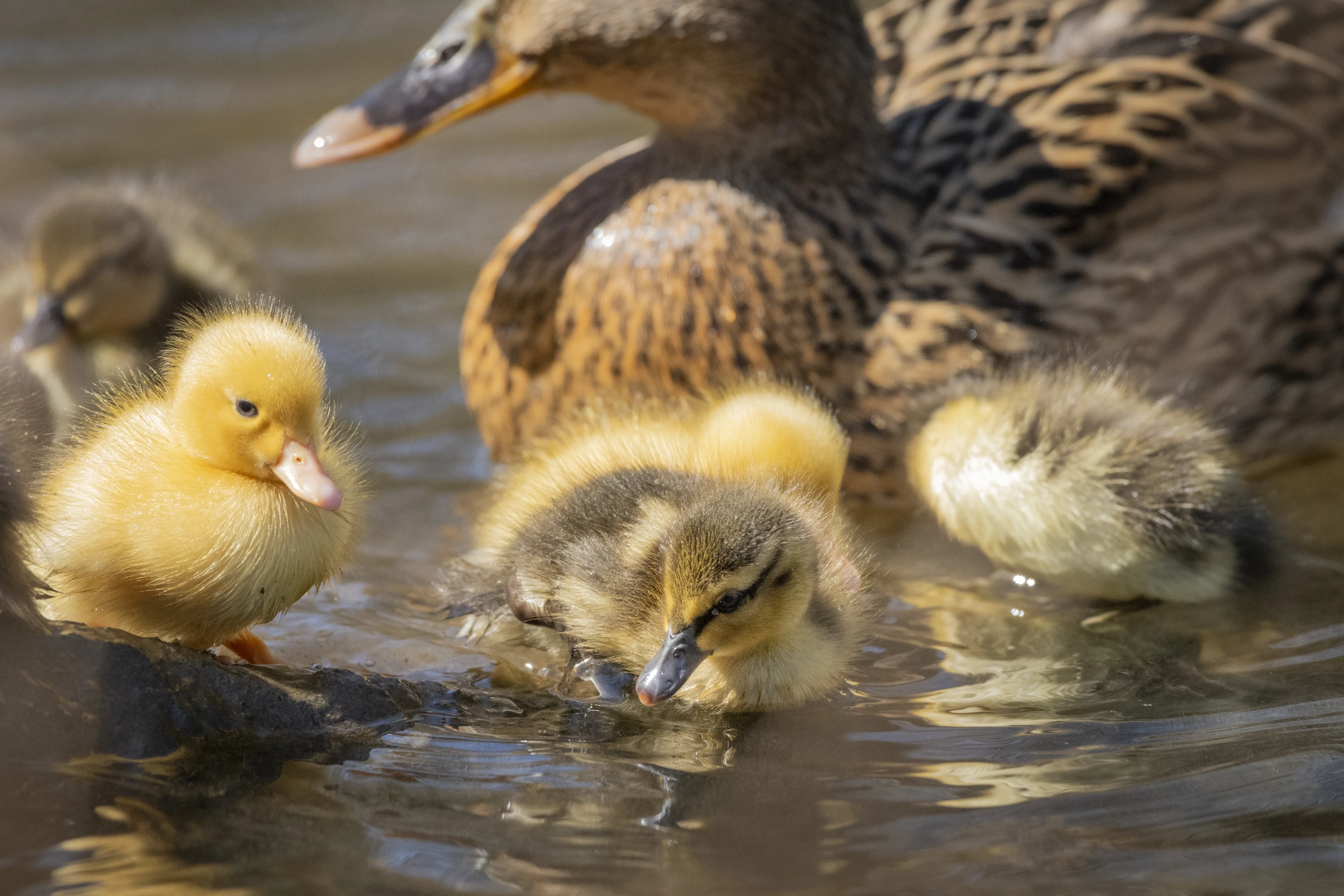 Schattig: eendjes kunnen weer spetteren in door brandweer volgelopen vijver
