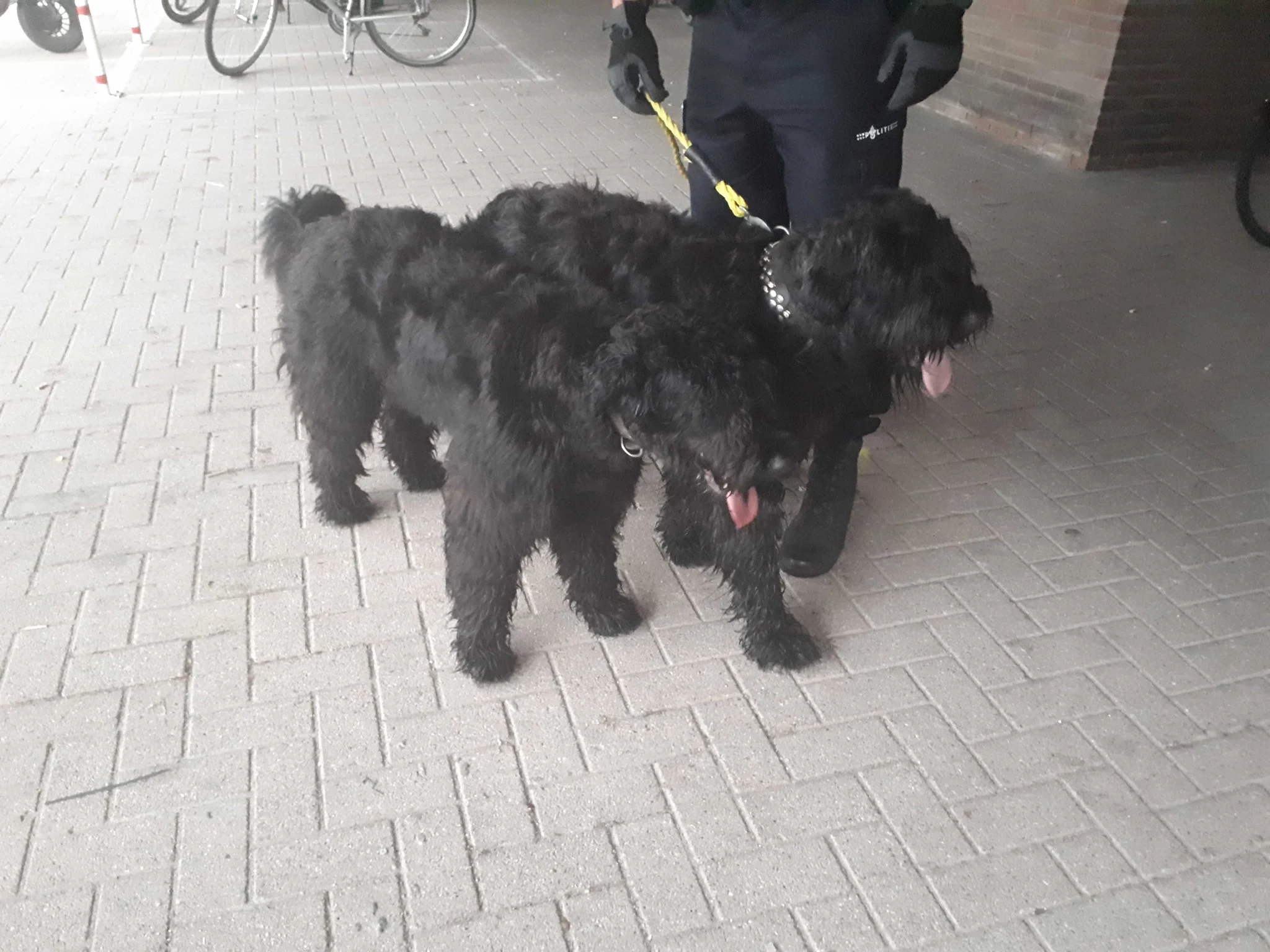 Twee loslopende honden op avontuur op de A73 bij Venlo