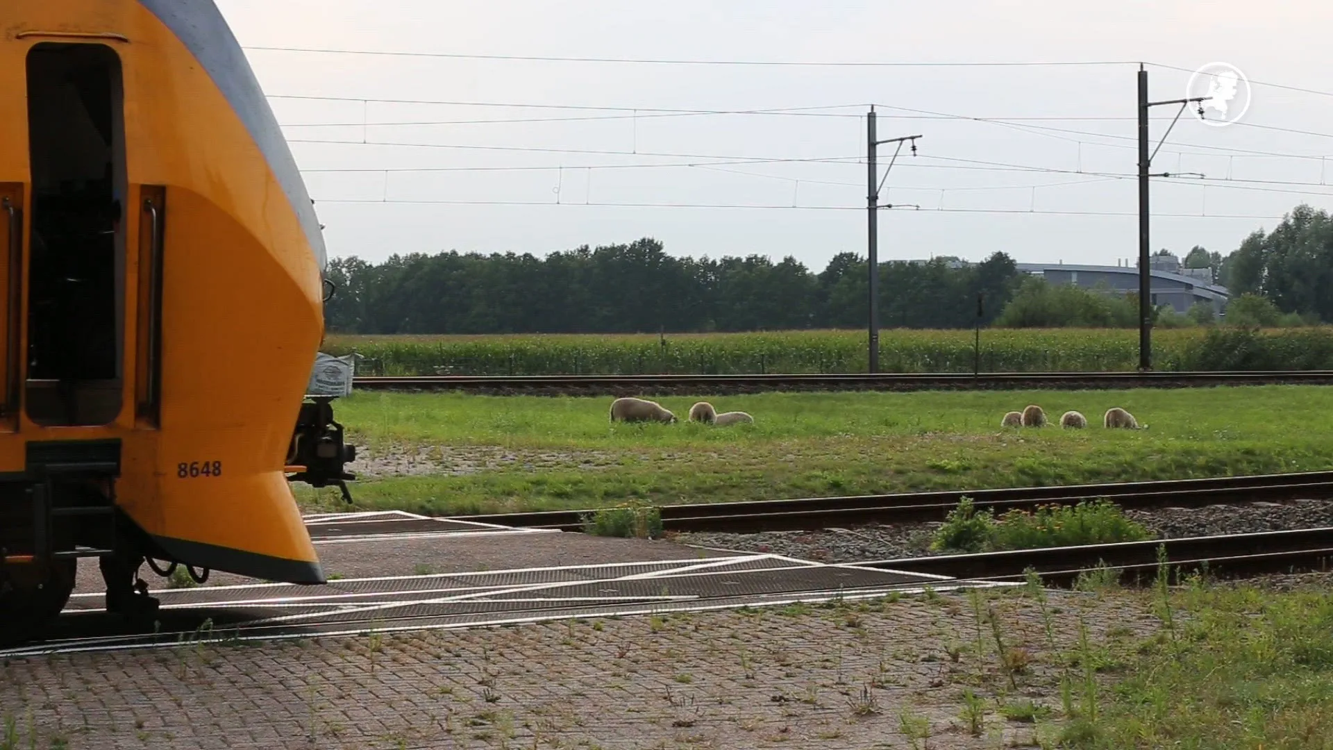 Schapen op het spoor in Noord-Brabant