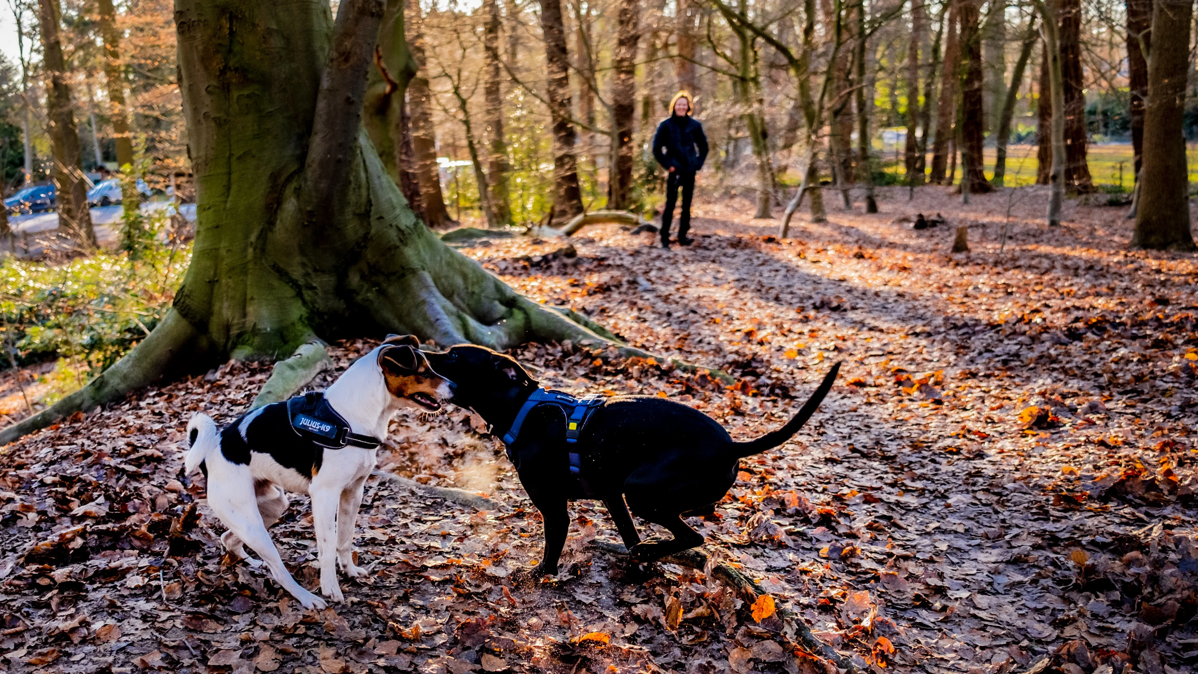 Boeren willen honden verbieden op Veluwe om stikstof terug te dringen