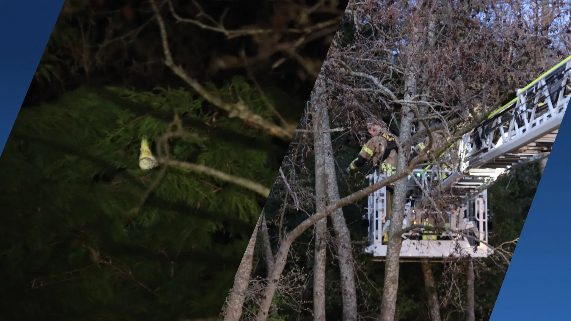 Warmtecamera en ladderwagen: brandweer zet alles op alles voor parkiet Ponchik