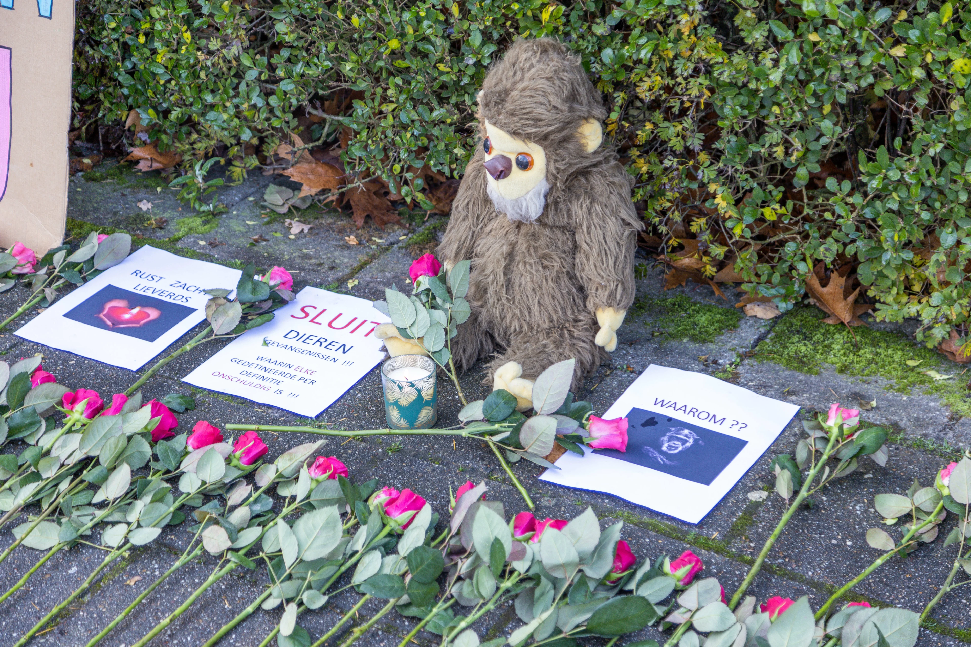 Honderden condoleances voor doogeschoten chimpansees Mike en Karibuna