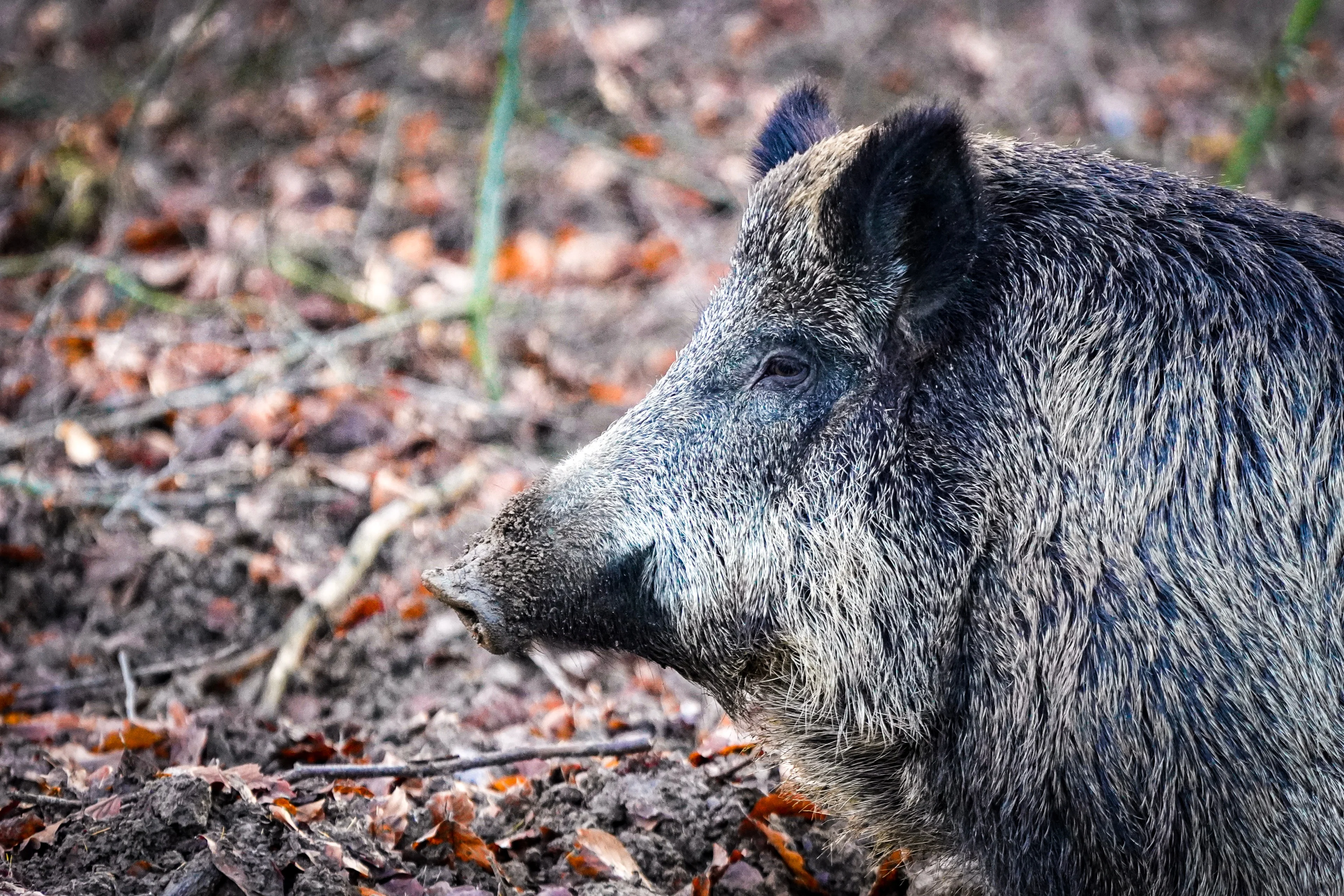 Wat te doen als je oog in oog staat met een wild dier in het bos?