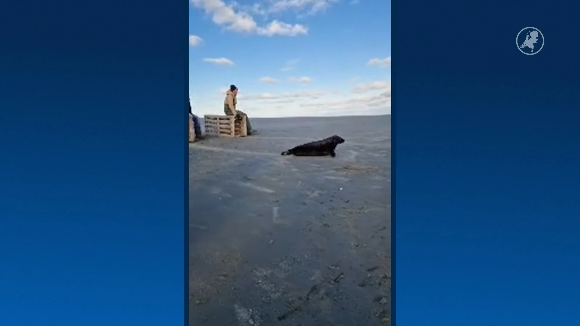 ZIEN: Zeldzame zwarte zeehond Ebbie weer terug in de Waddenzee