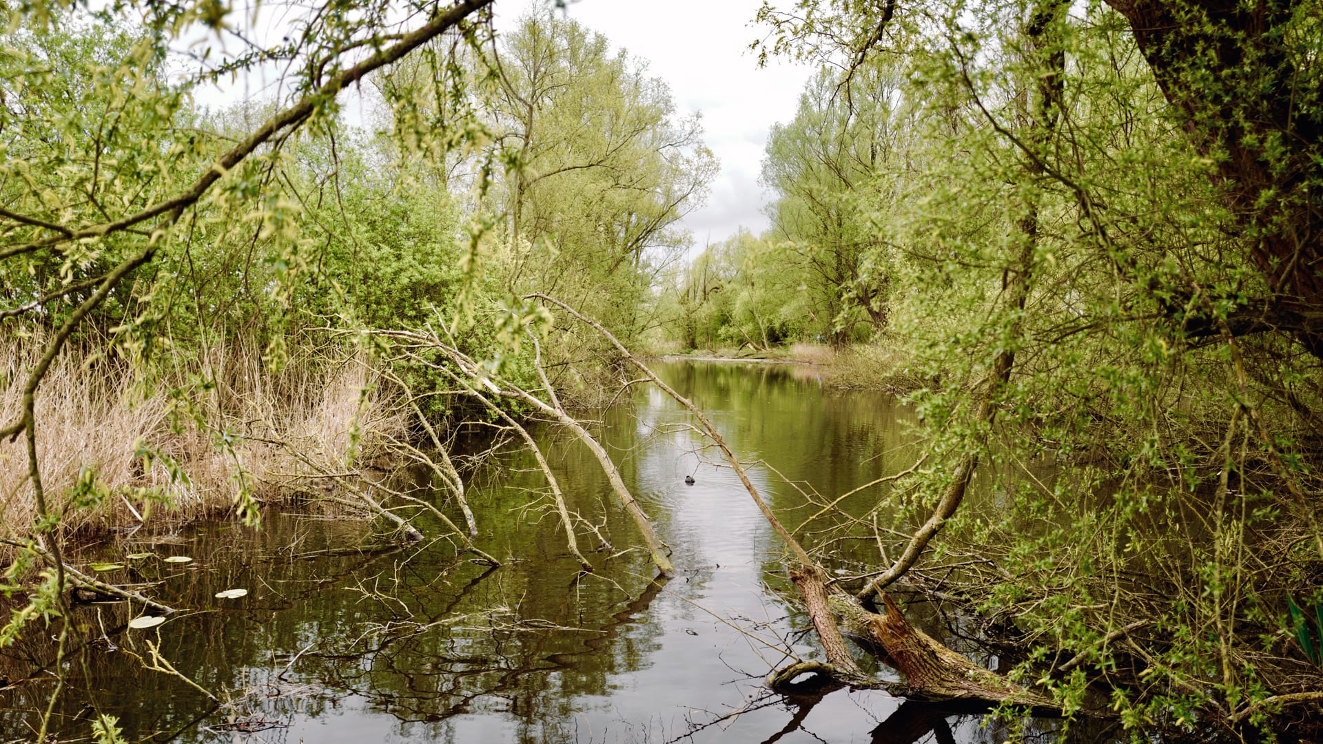 Grote schade aan bomen en afgesloten wegen door harde wind en windstoten