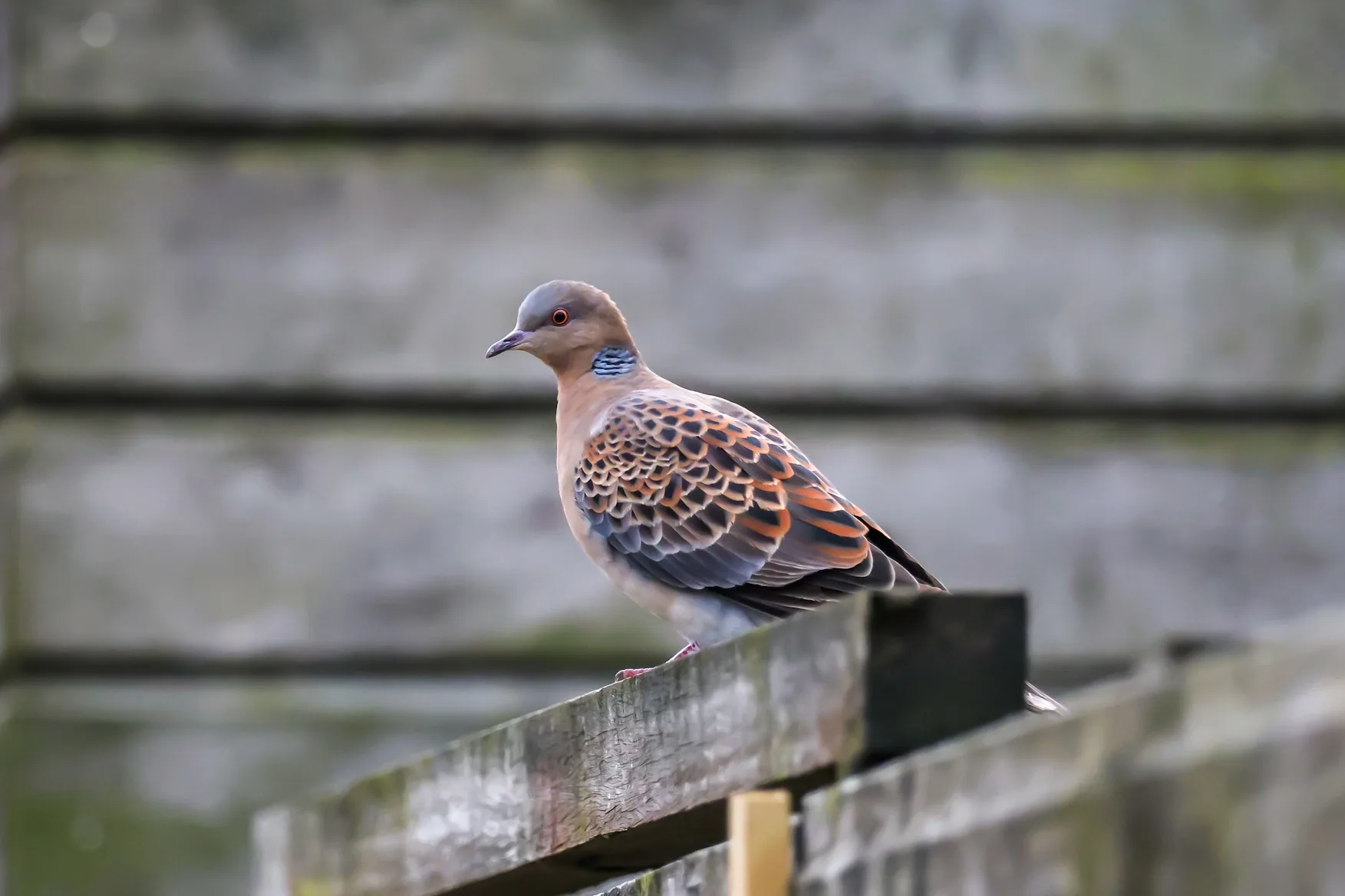 ZIEN: zeldzame Siberische duif gespot in Sneek