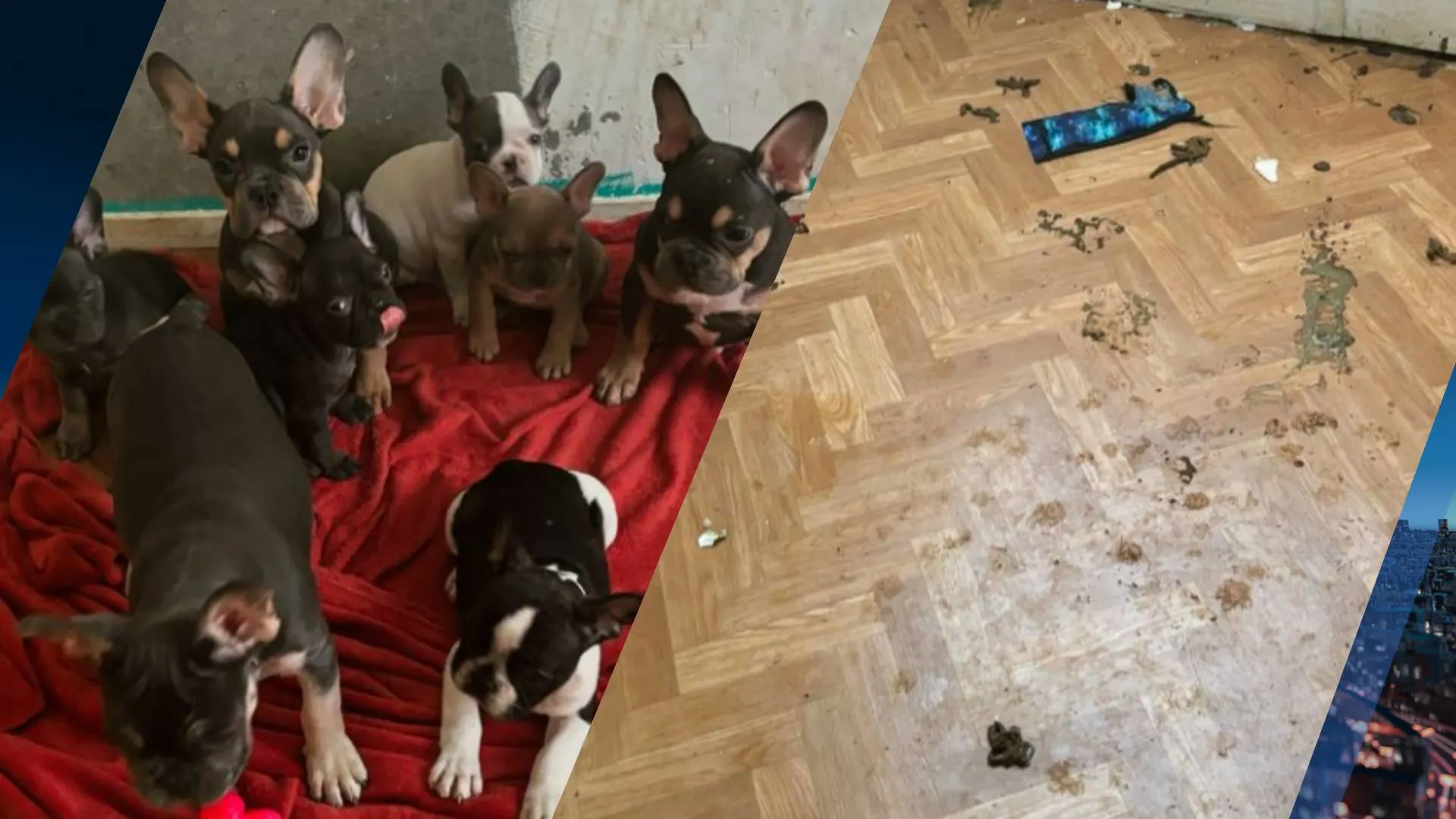 Franse bulldogpuppy's, zonder water en onder ontlasting, in beslag genomen: 'Veel te jong'