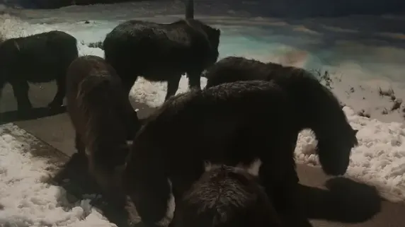 Voor politie gevluchte pony's 2,5 kilometer verderop weer gevonden