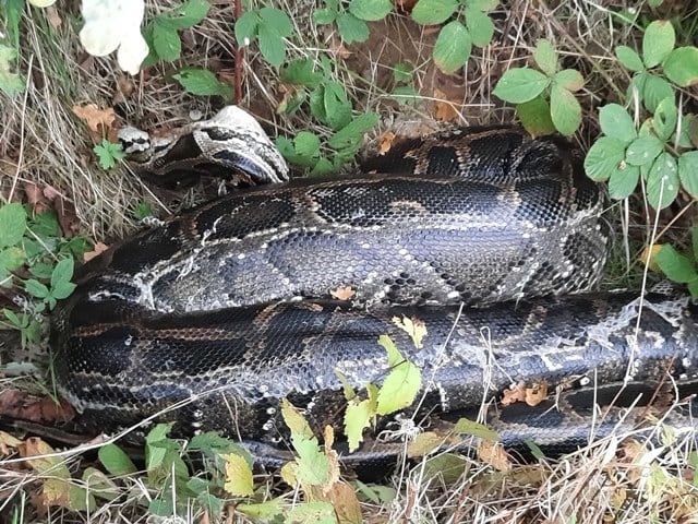 Ssschrikken geblazen: Michel vindt vier meter lange python in de sloot