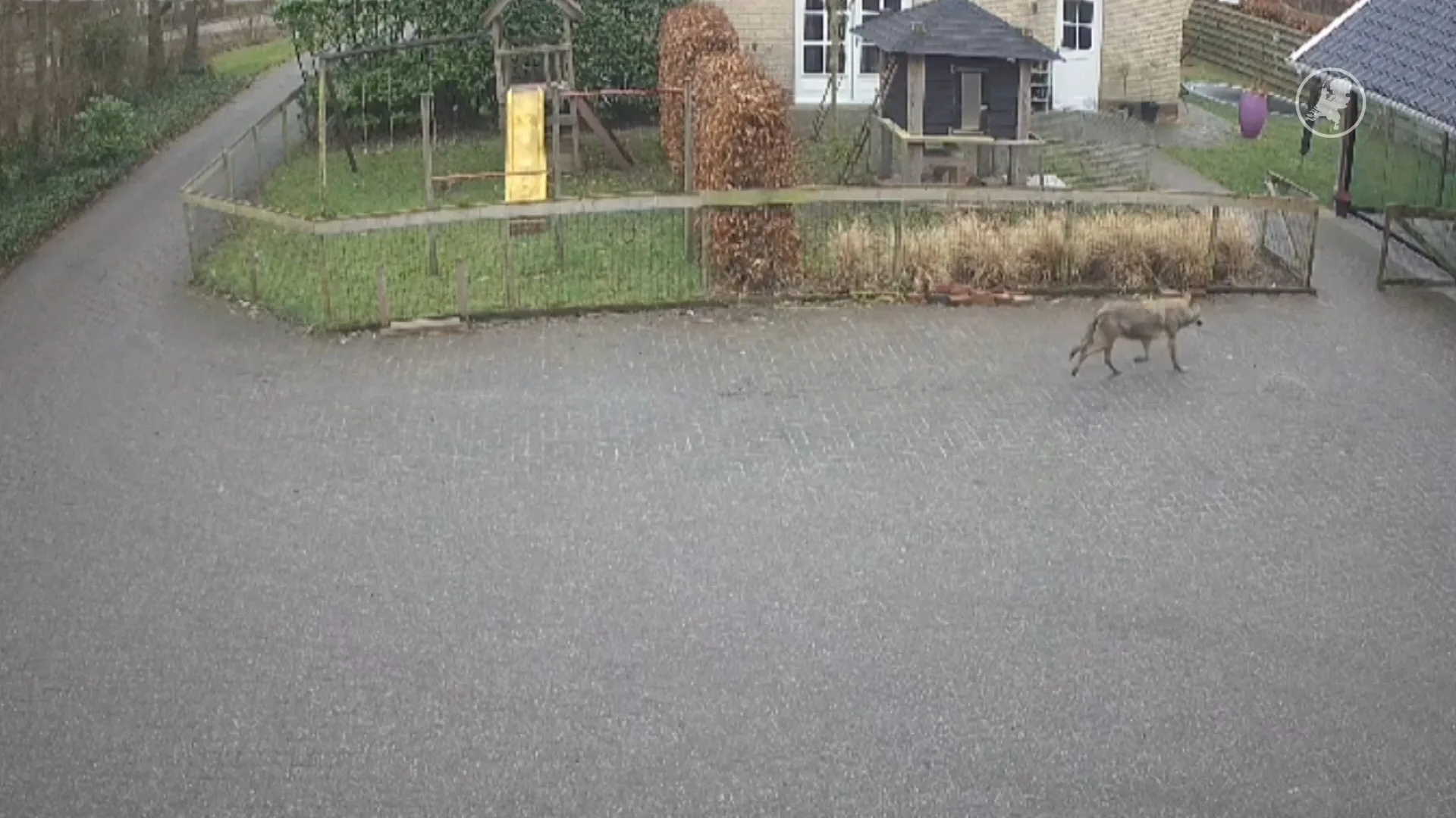 Wolf maakt ommetje in tuin van Erik in Aldtsjerk