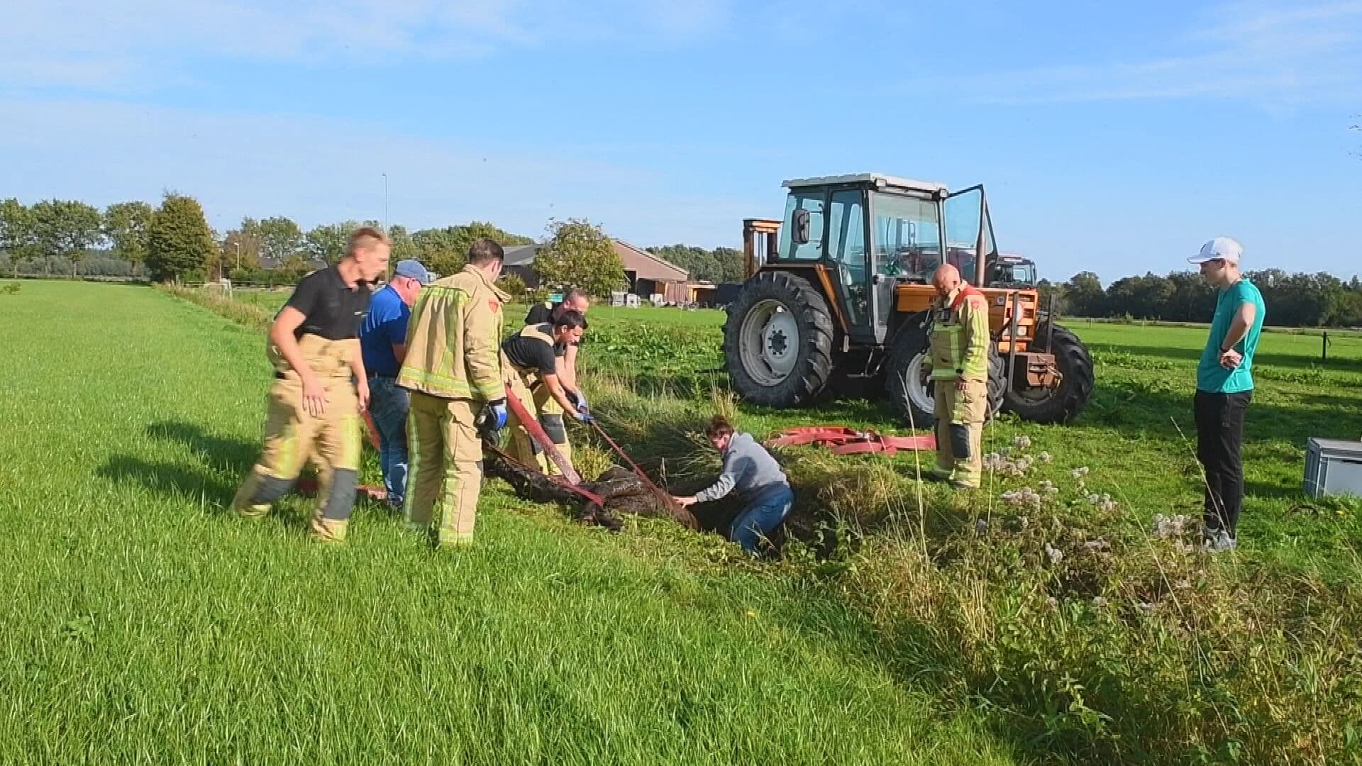 Veulen valt in sloot, brandweer schiet te hulp