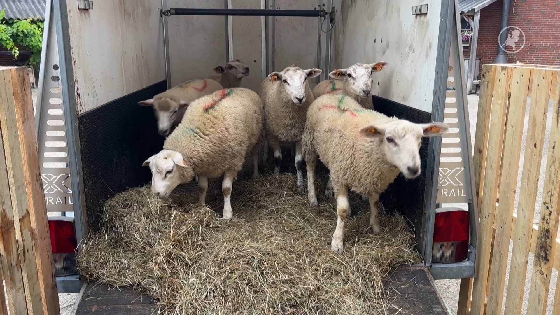 NVWA en politie grijpen in bij illegale slachterijen