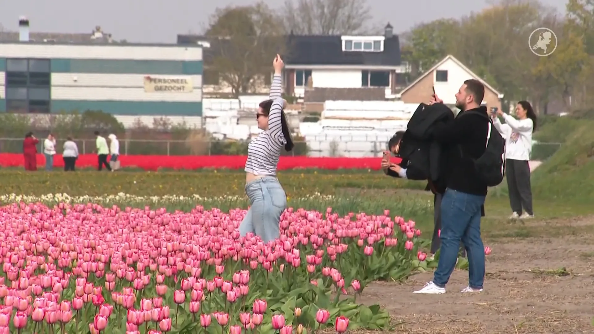 Toeristen vertrappen bollenvelden: kwekers zetten ambassadeurs in