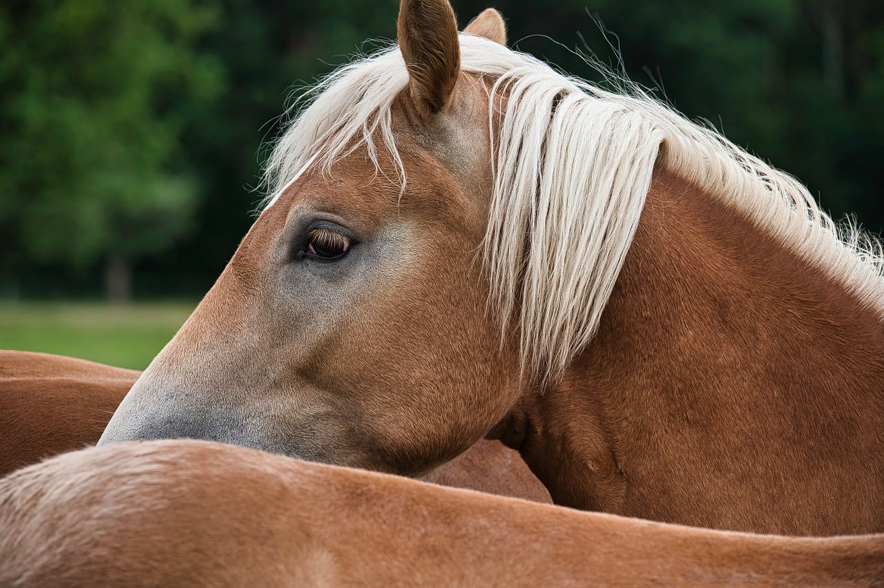 Man (37) aangehouden op verdenking ontucht met pony