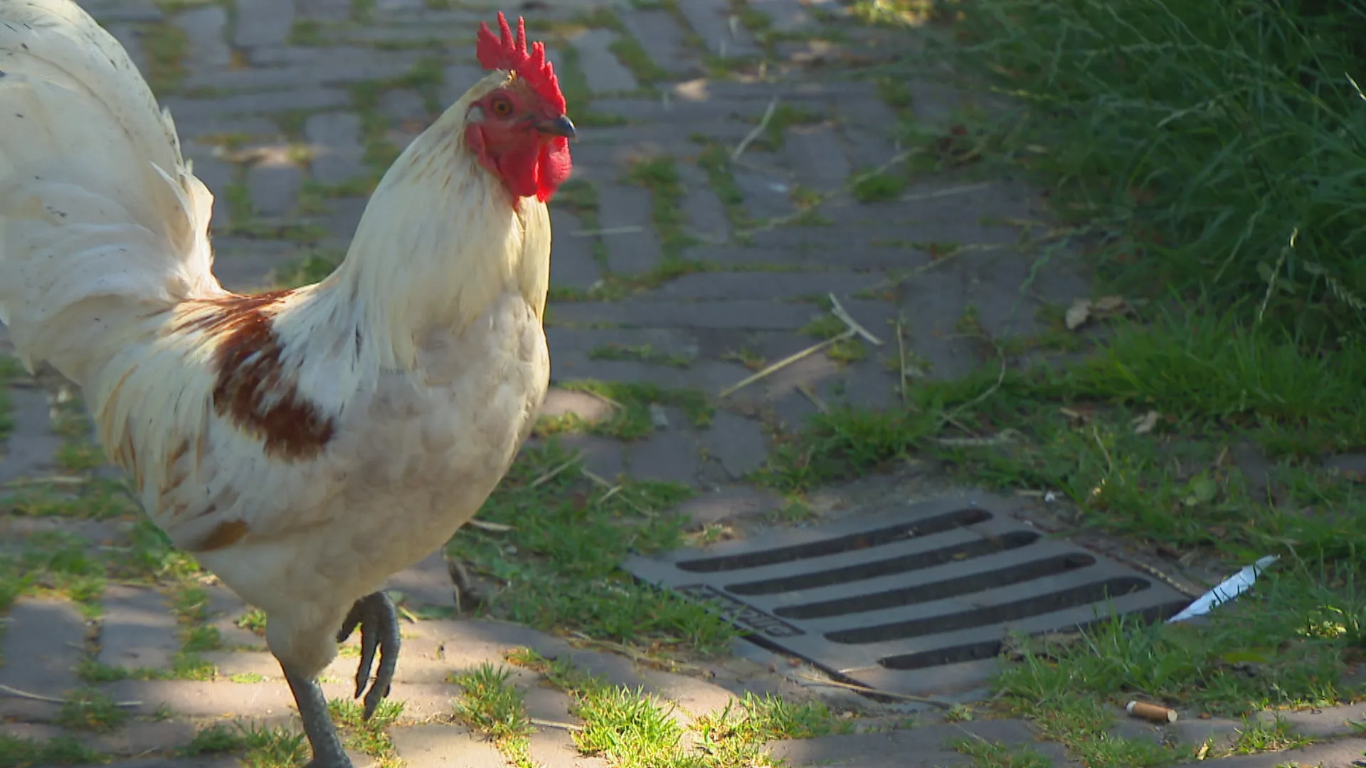 Wekelijks hanen gedumpt in regio Den Haag: 'Ze leiden zelfs tot burenruzies'
