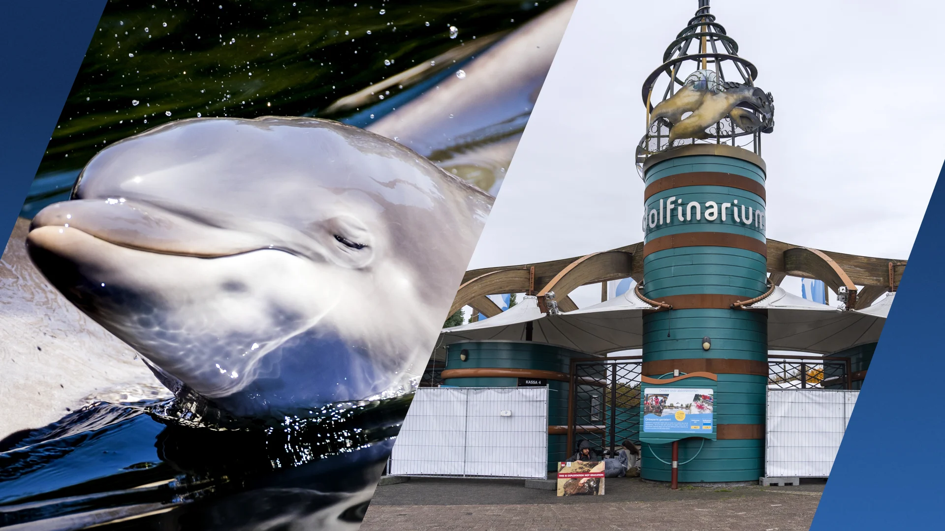 Opnieuw protest bij Dolfinarium: activisten herdenken overleden dolfijnen met wake