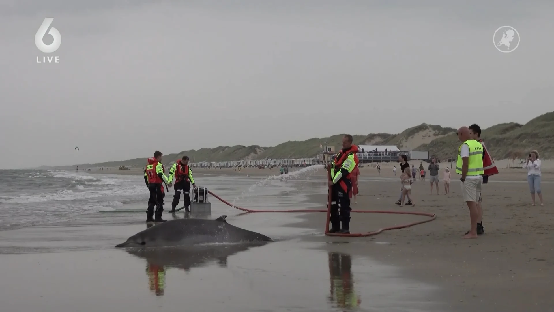 Beide aangespoelde dolfijnen bij Heemskerk overleden