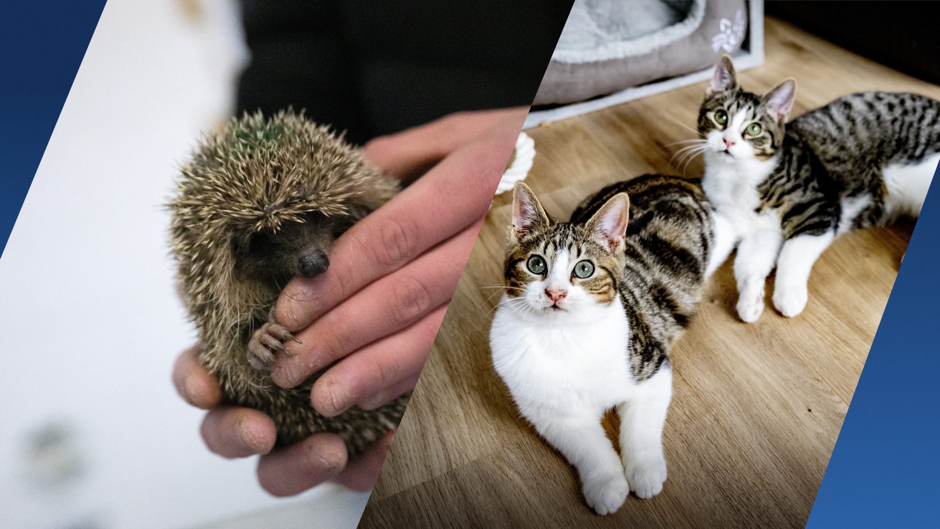 Katten en egels misbruikt, gefileerd en onthoofd door vrouw in Hilversum