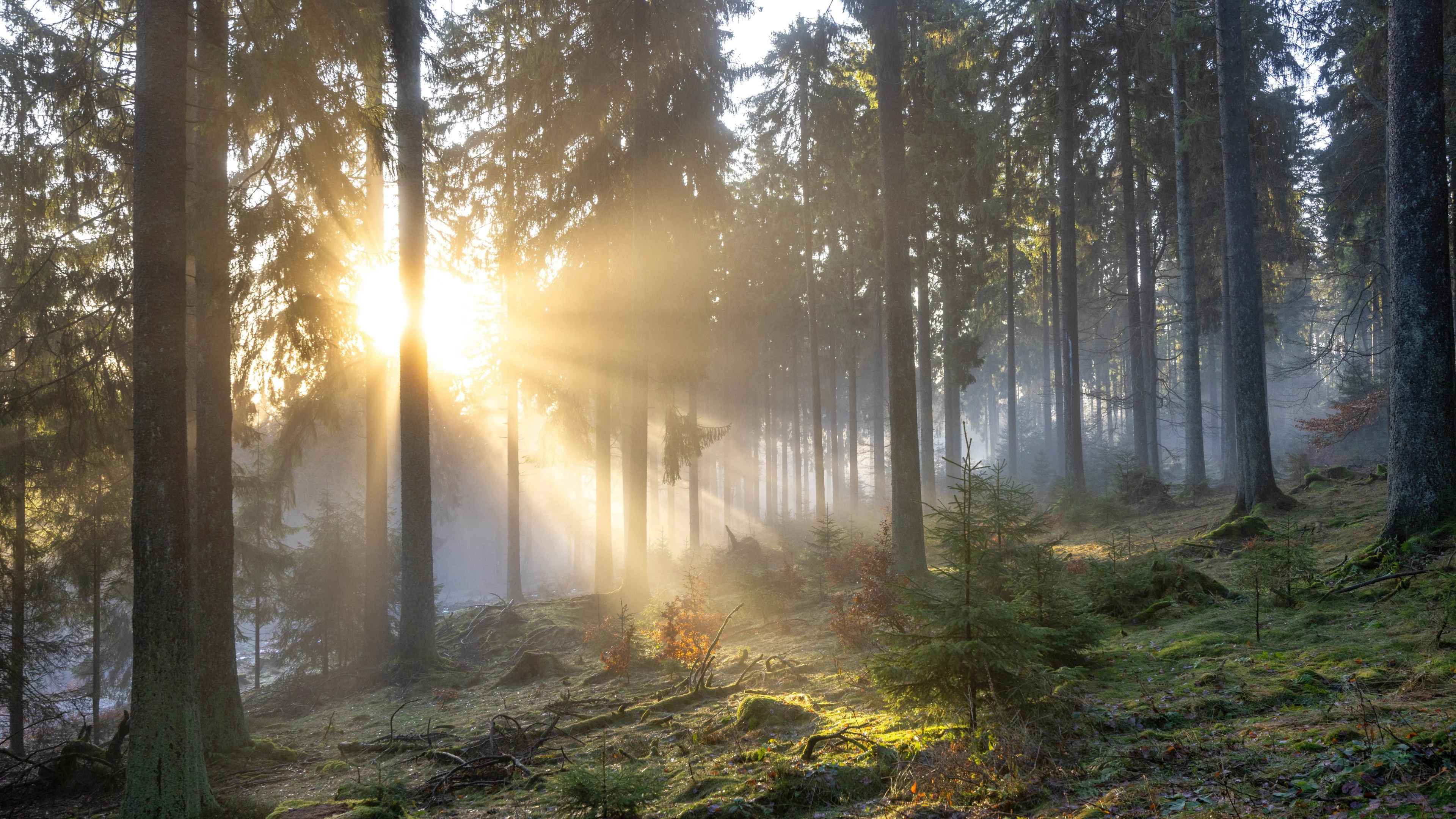 We gaan morgen weer warmterecords verbreken: 'Zal nazomers warm voelen'