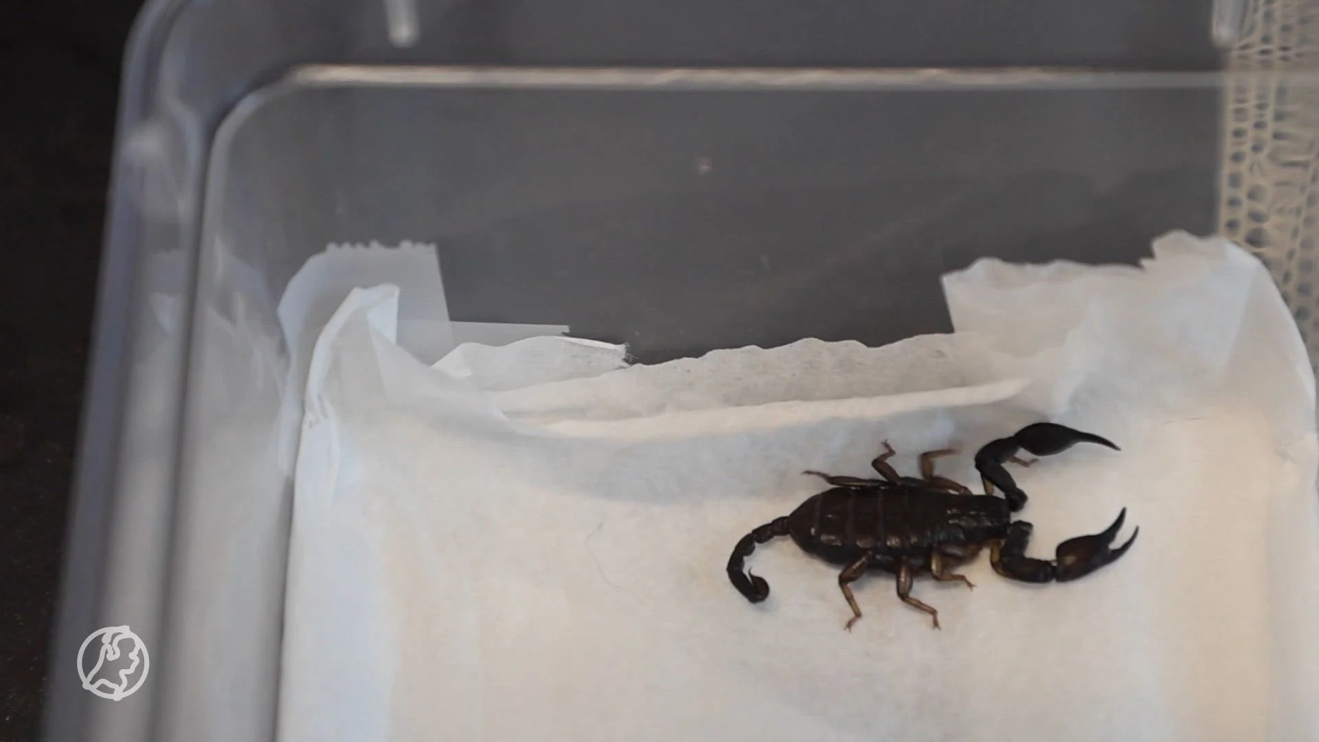 Verrassing uit Vietnam: schorpioen wandelt wekenlang na vakantie door woonkamer