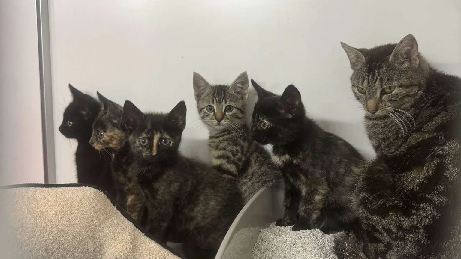 Niemand hielp gedumpte kittens bij McDonald's Alphen, jongeren schieten te hulp