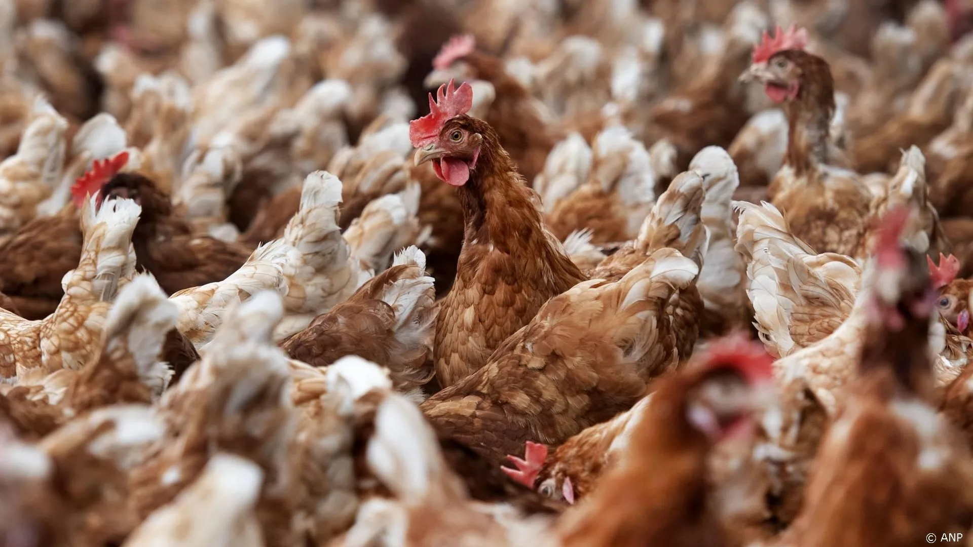 Vogelgriep bij legbedrijf in Creil, 43.000 dieren gedood