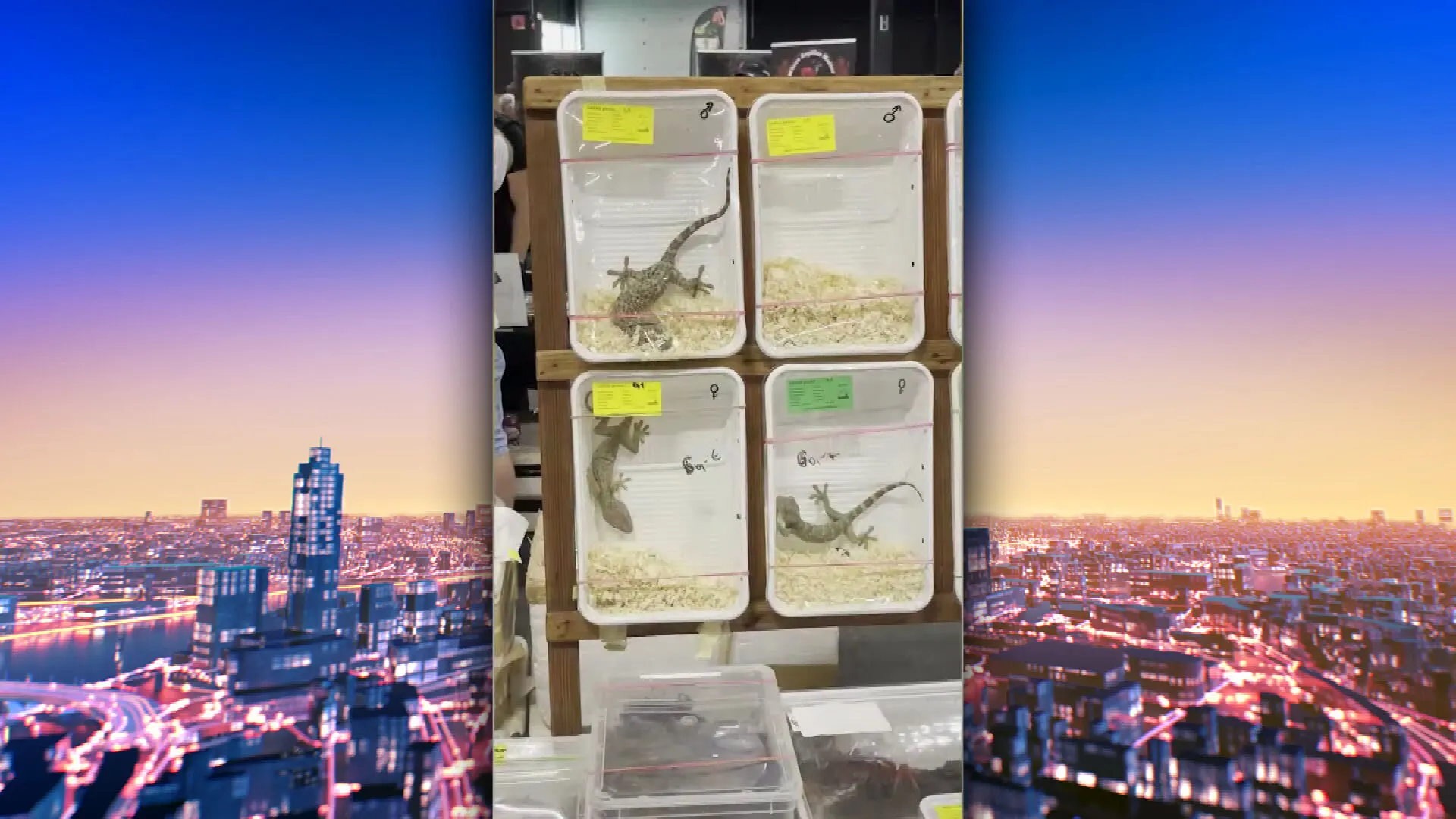 Dierenorganisaties roepen minister op beurzen met wilde dieren te verbieden