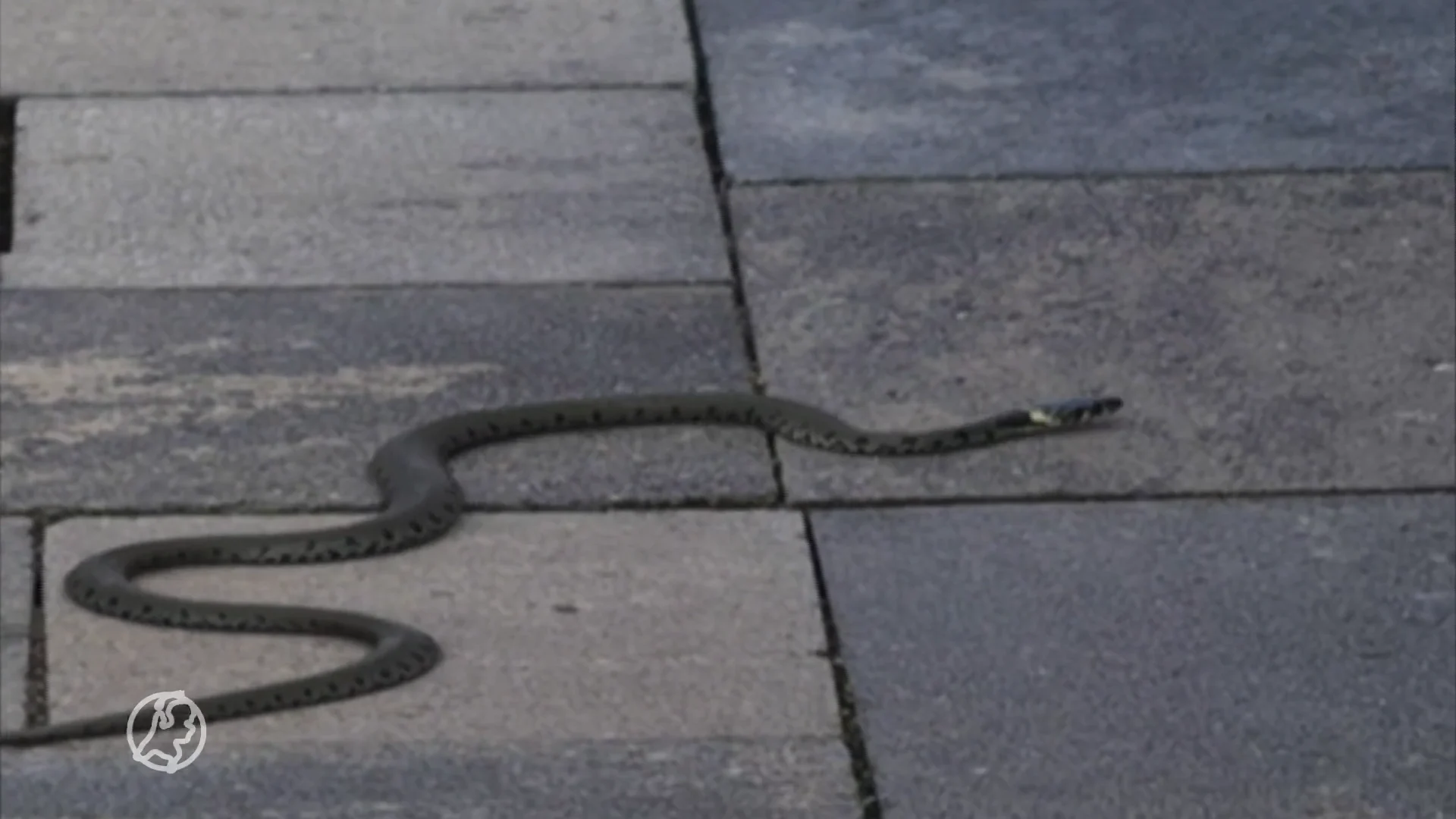 Vrouw vindt slang in de tuin: 'Kan steeds vaker gaan gebeuren'
