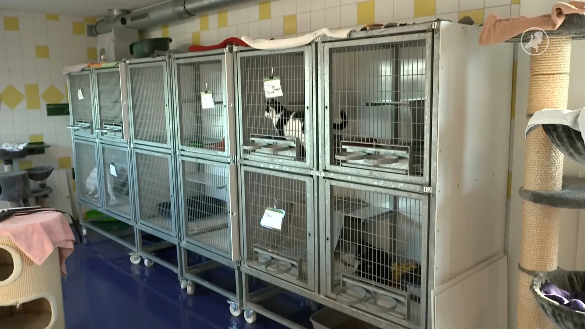 Asieldieren in de spotlight tijdens kerst: mogen niet vergeten worden