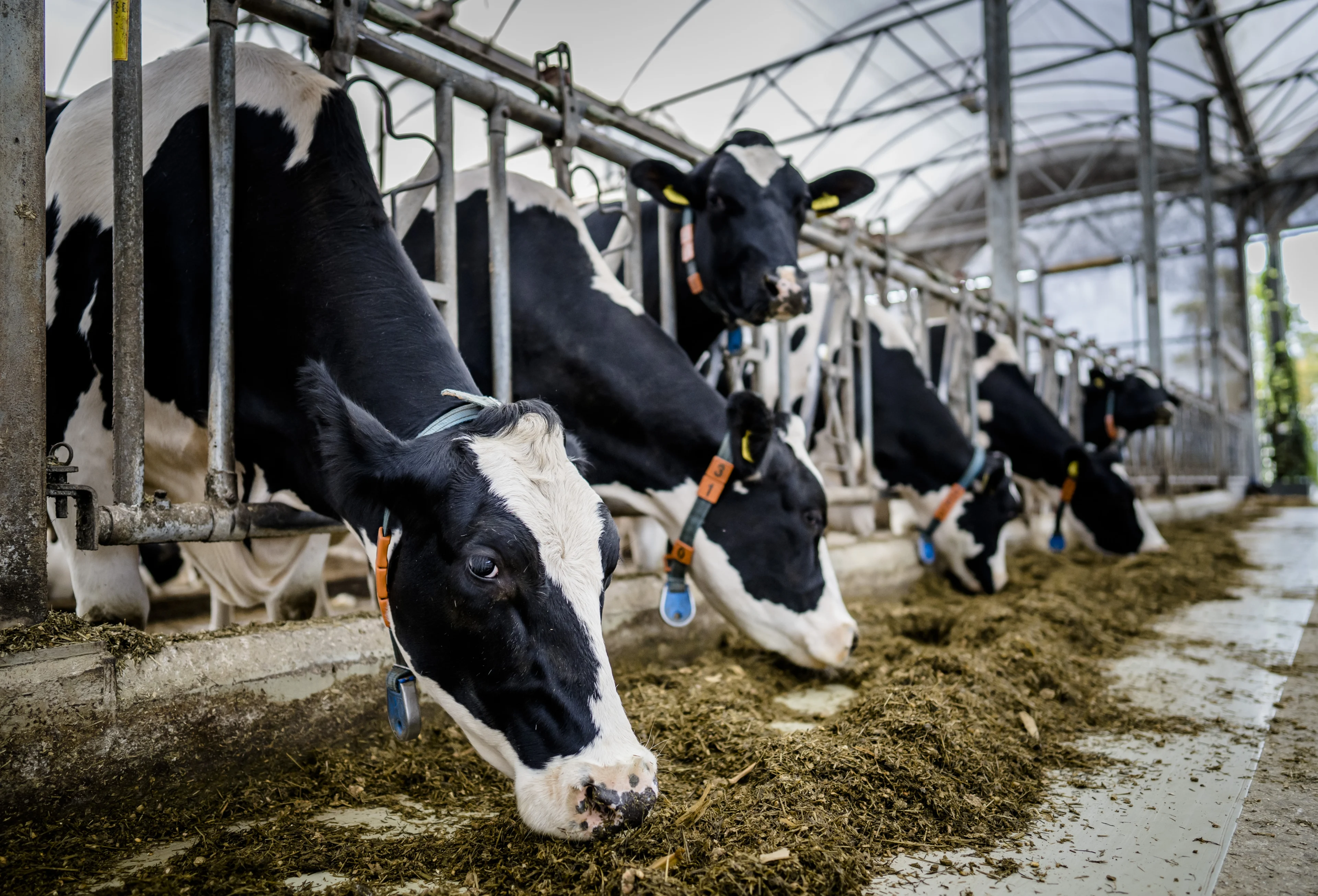 Wat kunnen de aankomende verkiezingen betekenen voor boeren in onzekerheid?