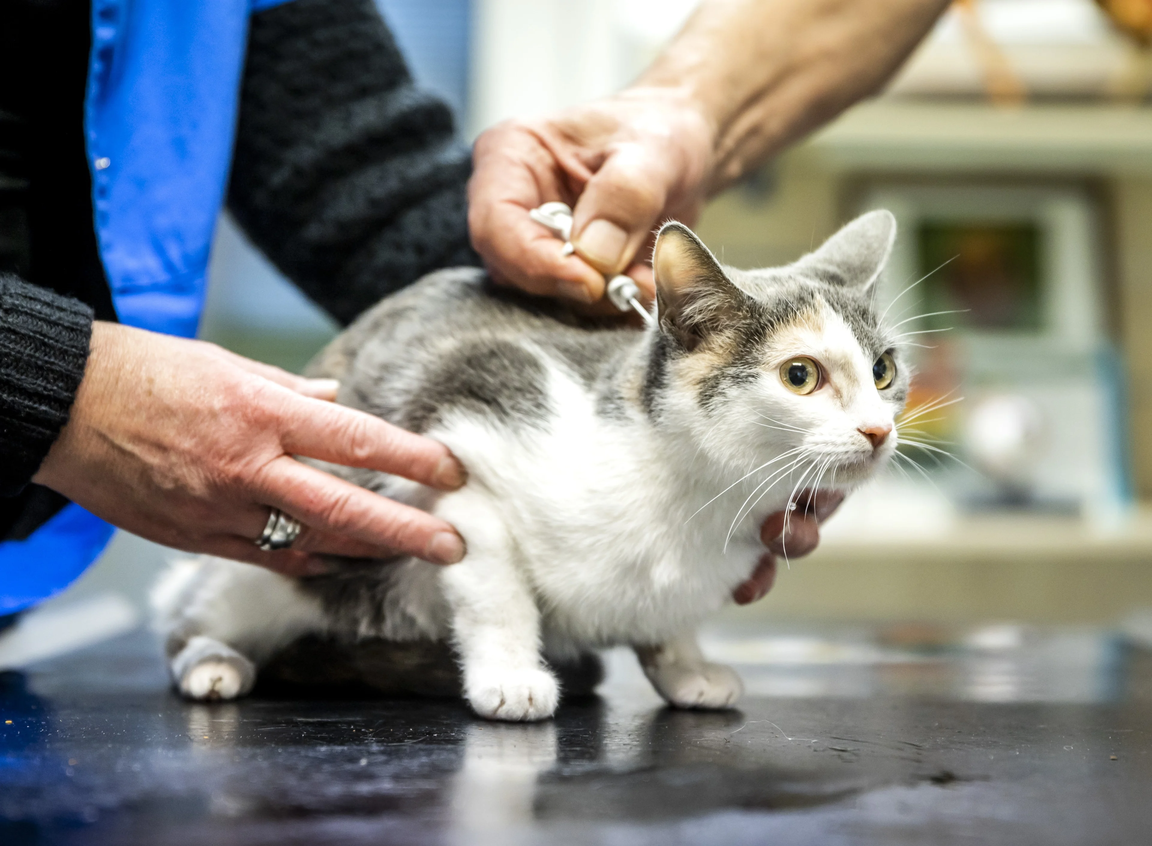 Dierenartsen bereiden zich voor op behandelen vogelgriep bij huisdieren