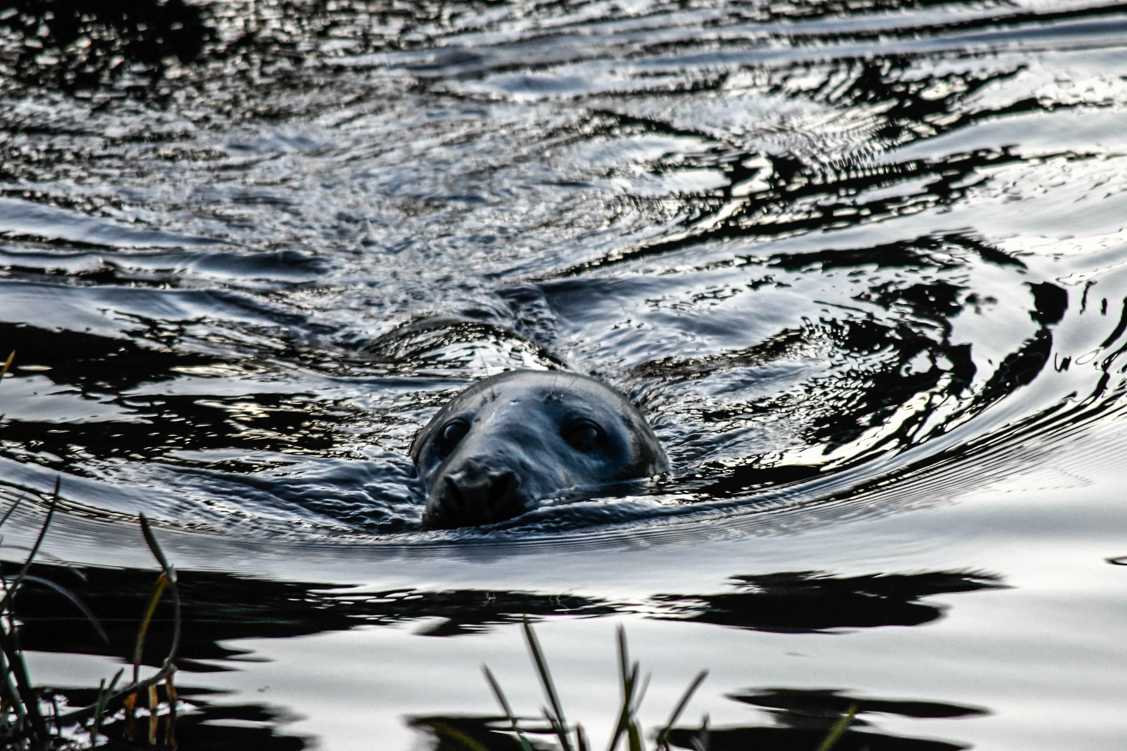 Zeehondenpup bij Den Helder bevrijd van stuk zwerfafval