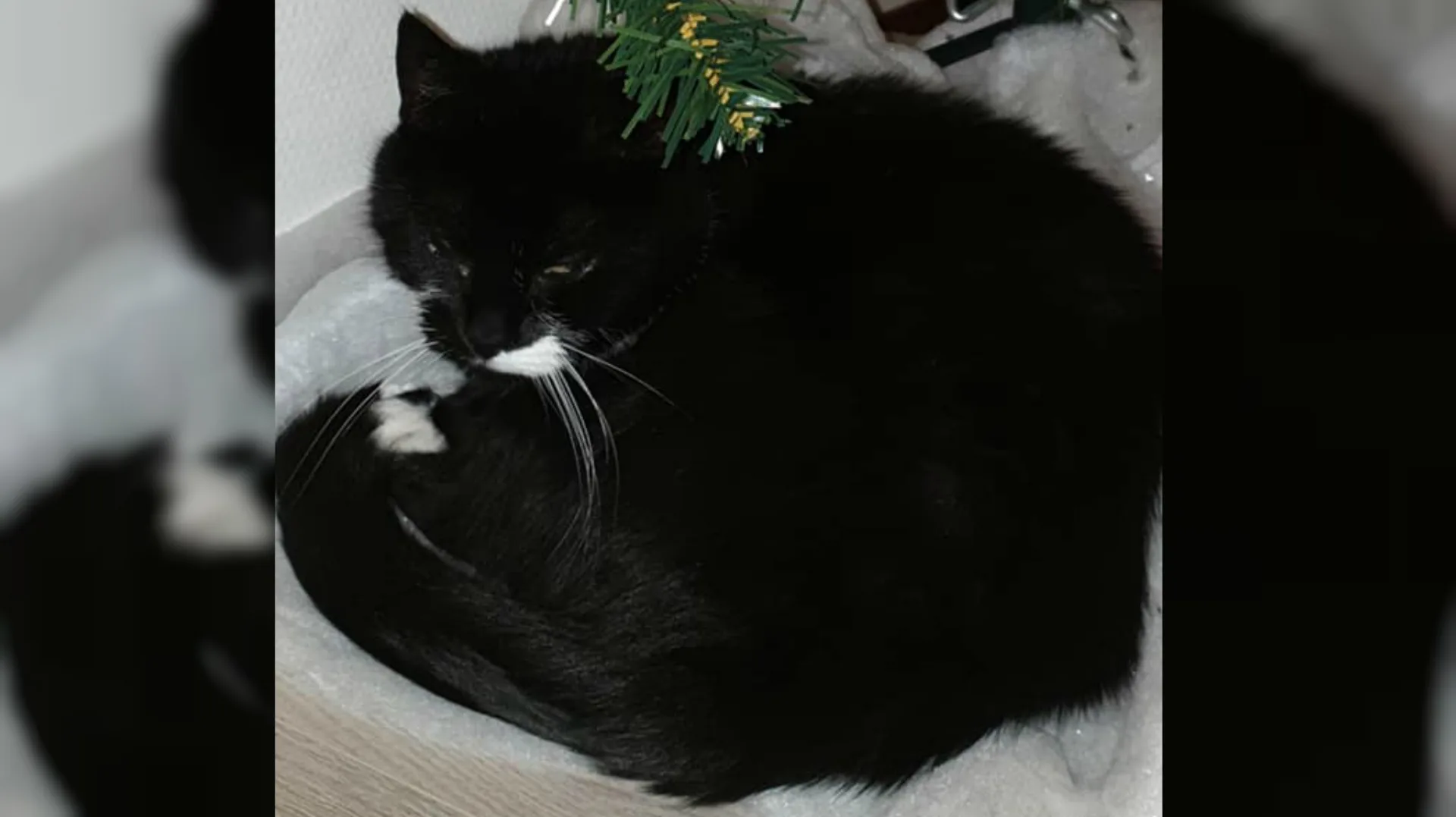 Poes Diva gedrogeerd, mishandeld en in sloot gedumpt