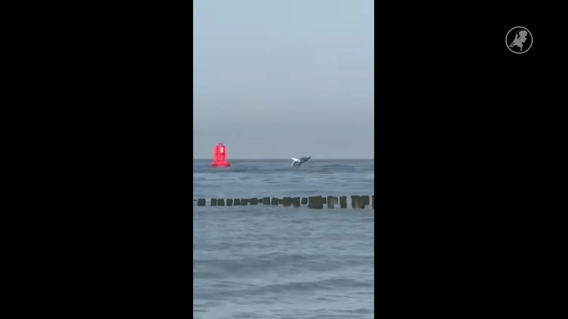 Bultrug gespot voor Zeeuwse kust bij Westkapelle