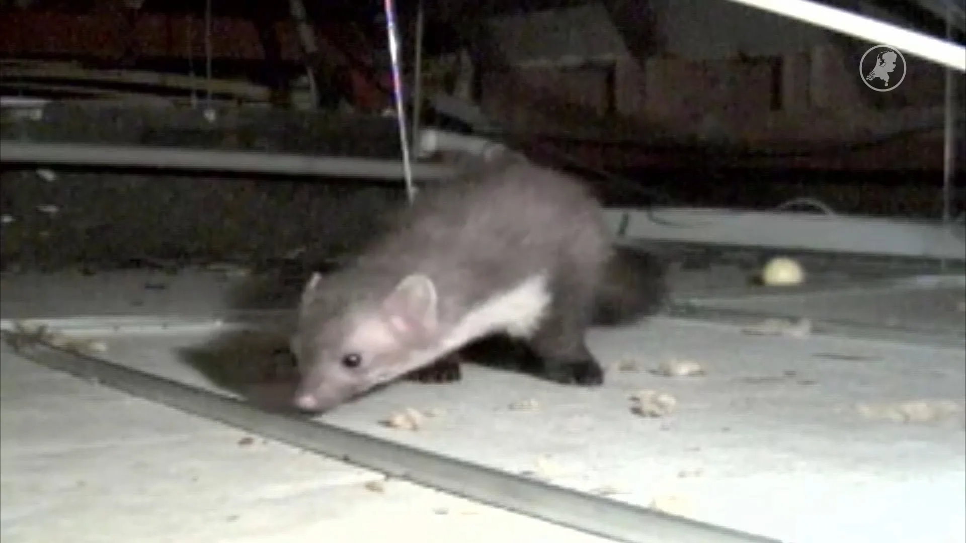 Steenmarter rukt op, brengt overlast en schade met zich mee