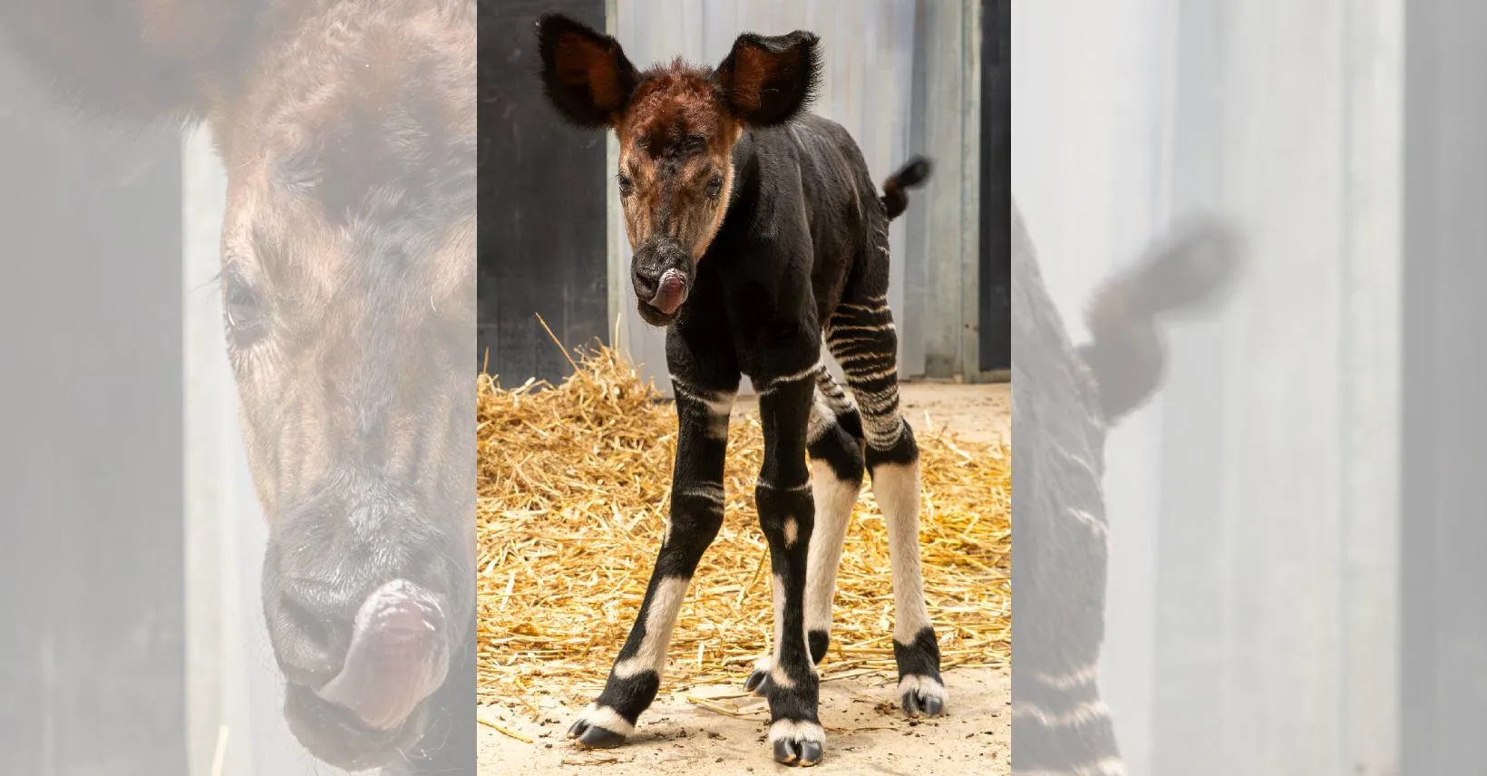 Zeldzame okapi geboren in Beekse Bergen