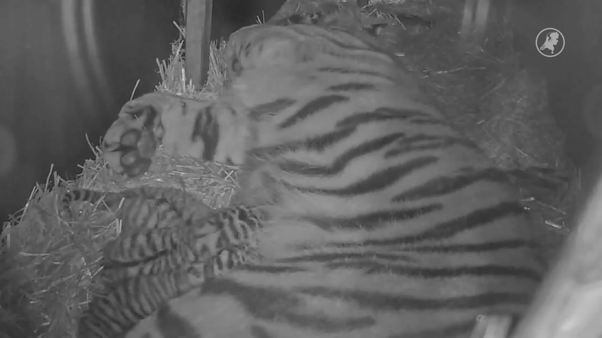 Zeldzame tijgerdrieling geboren in Ouwehands Dierenpark