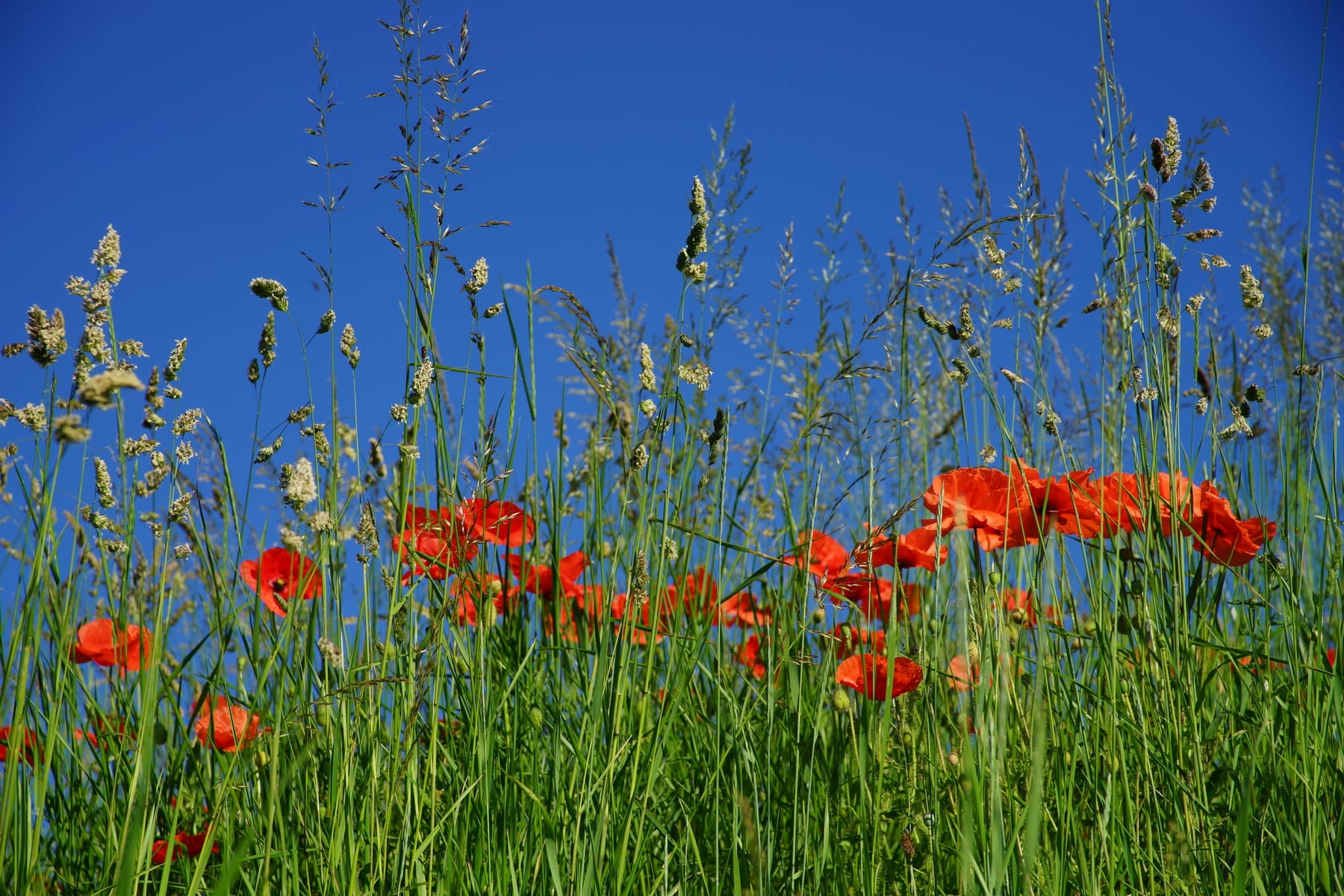 Een nieuwe zonnige zomerweek gaat van start